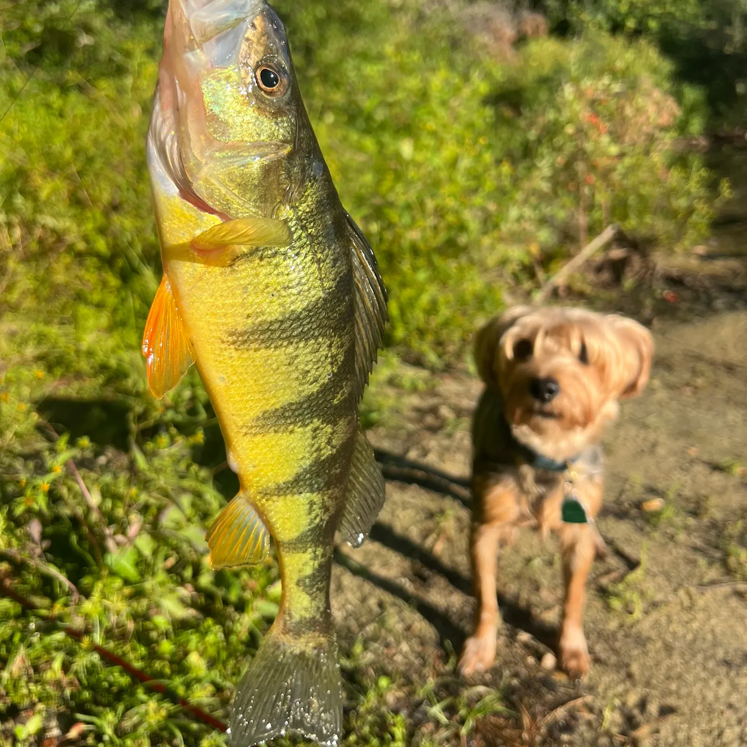 Yellow perch caught on Fishbrain