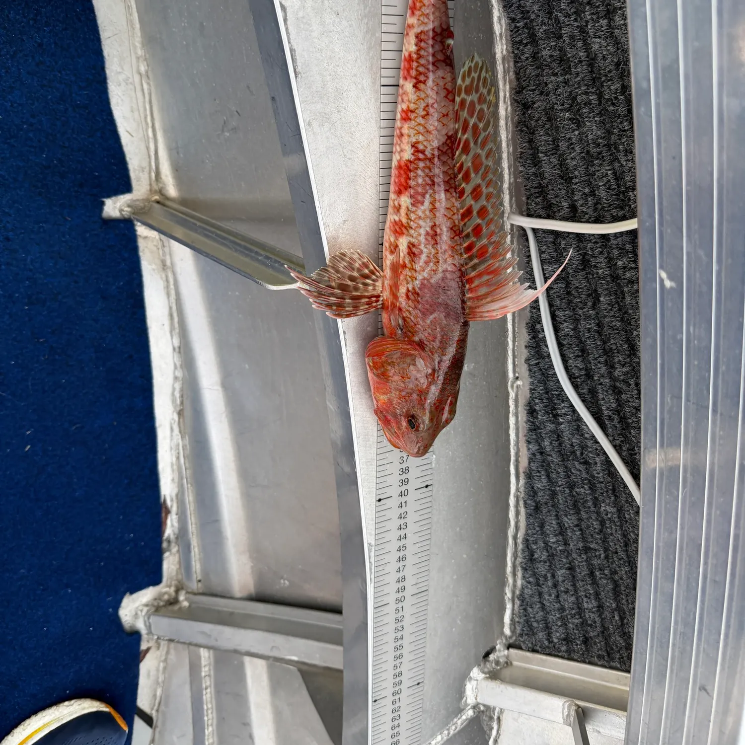 The most recent Sergeant Baker catches on Fishbrain