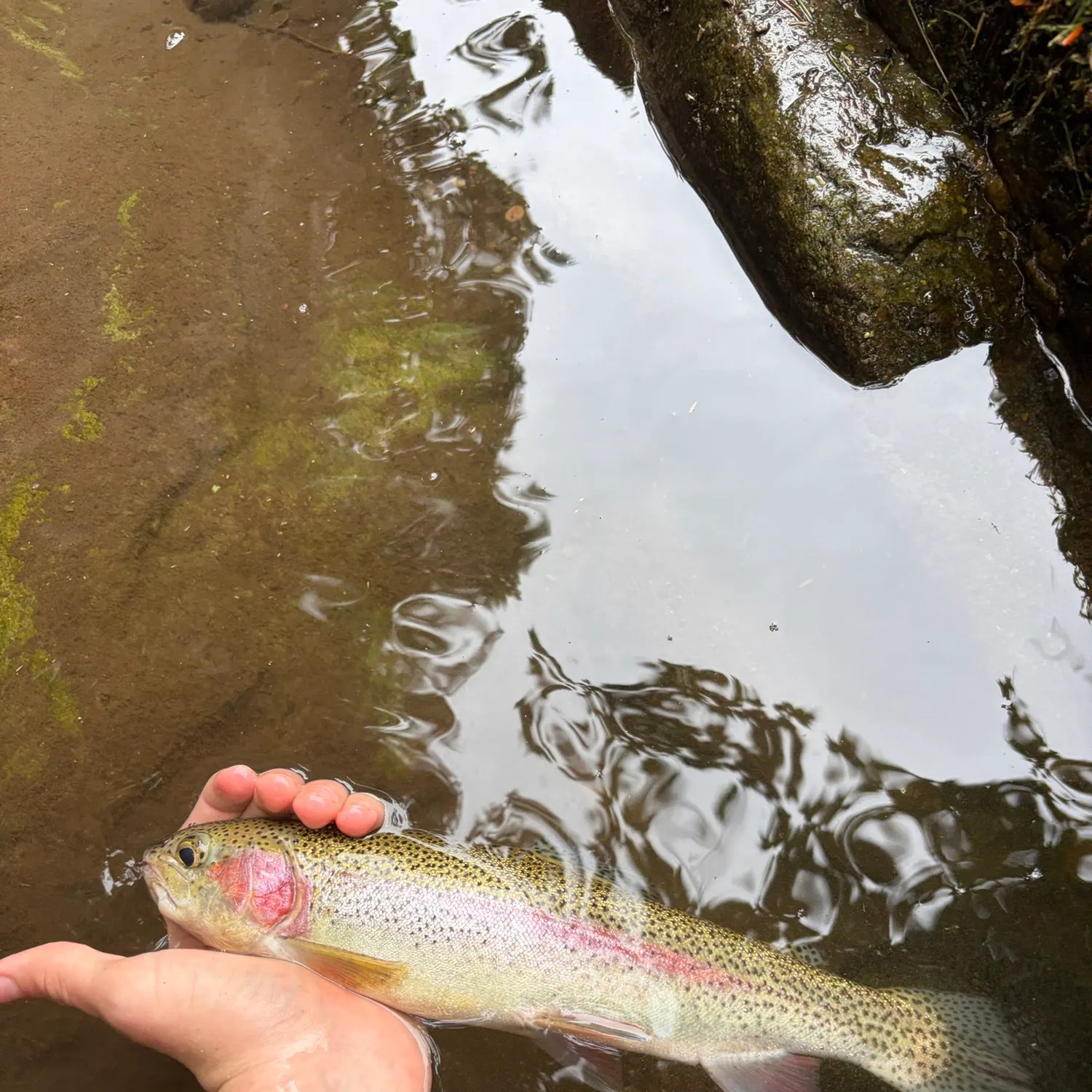 Rainbow trout caught on Fishbrain