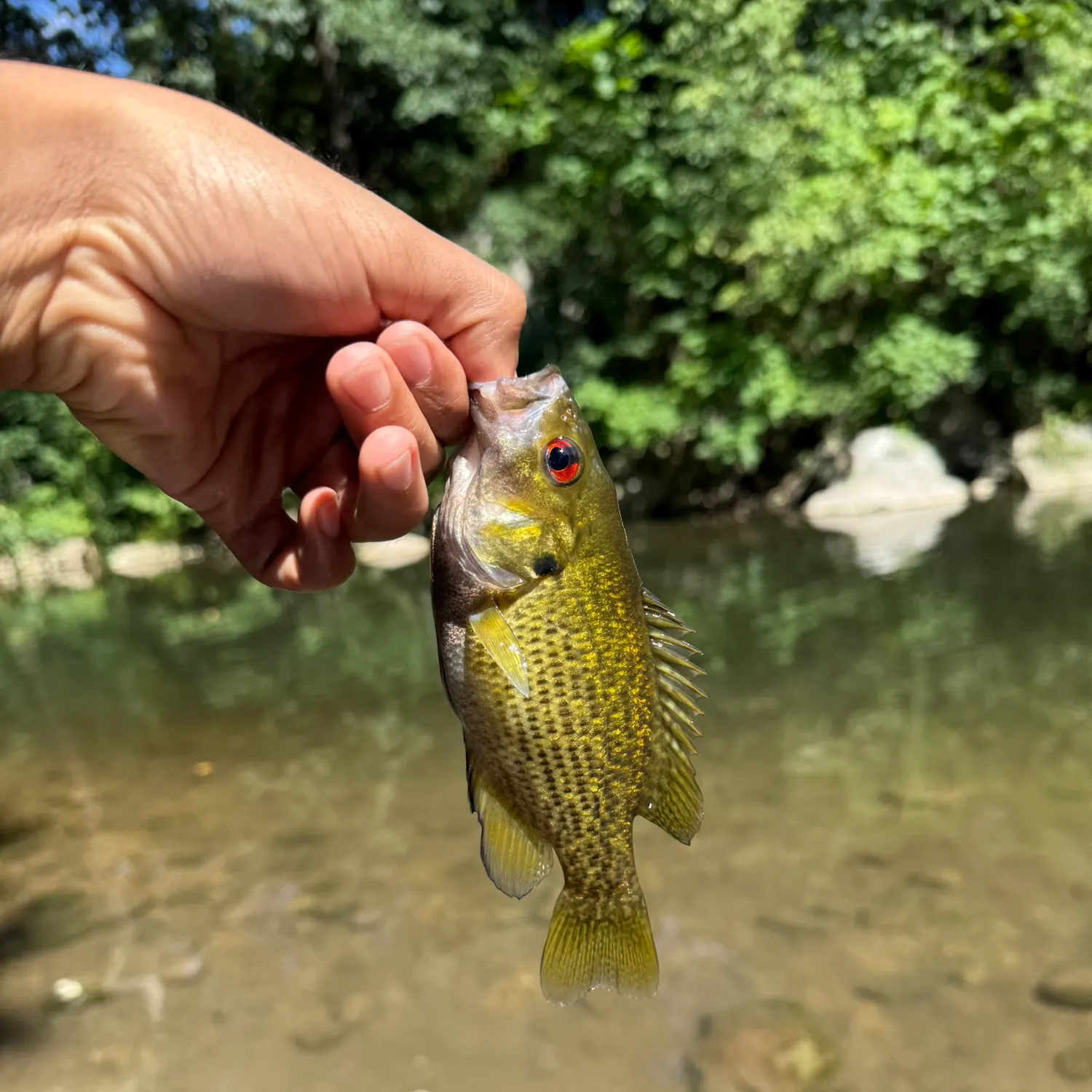Rock bass caught on Fishbrain
