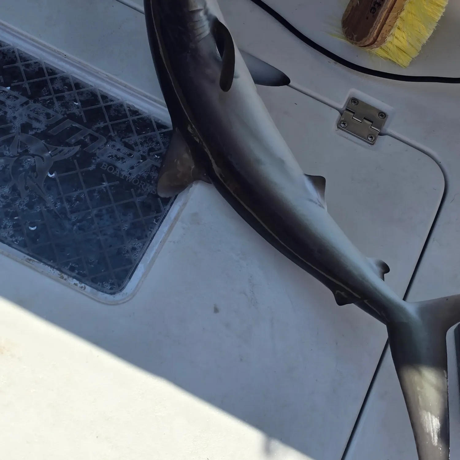 The most recent Spinner shark catches on Fishbrain