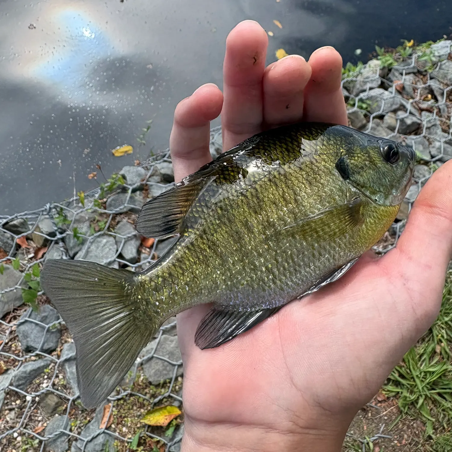 Bluegill caught on Fishbrain