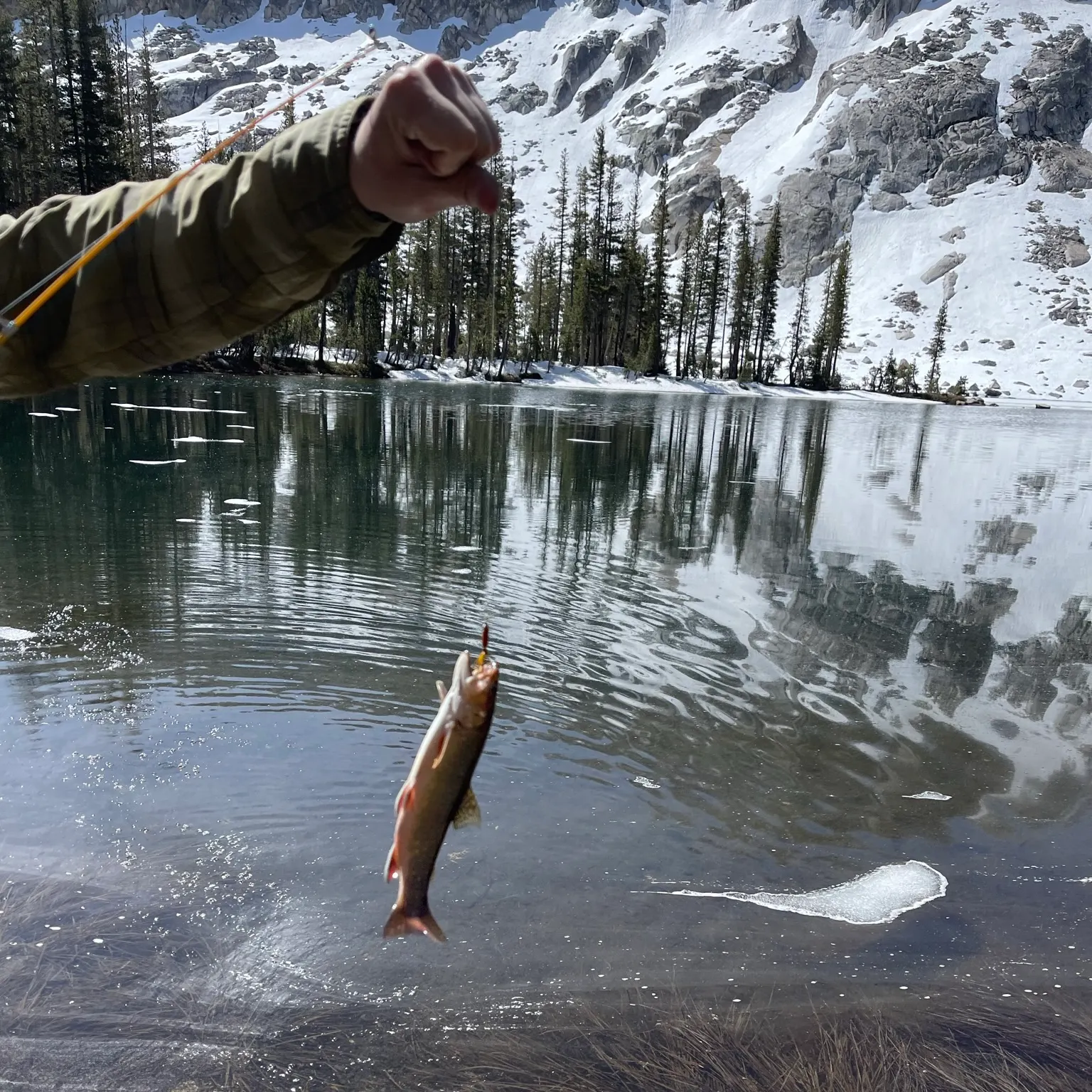 The most recent Brook trout catches on Fishbrain