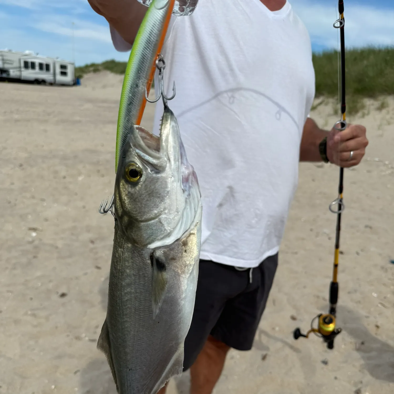 The most recent Bluefish catches on Fishbrain