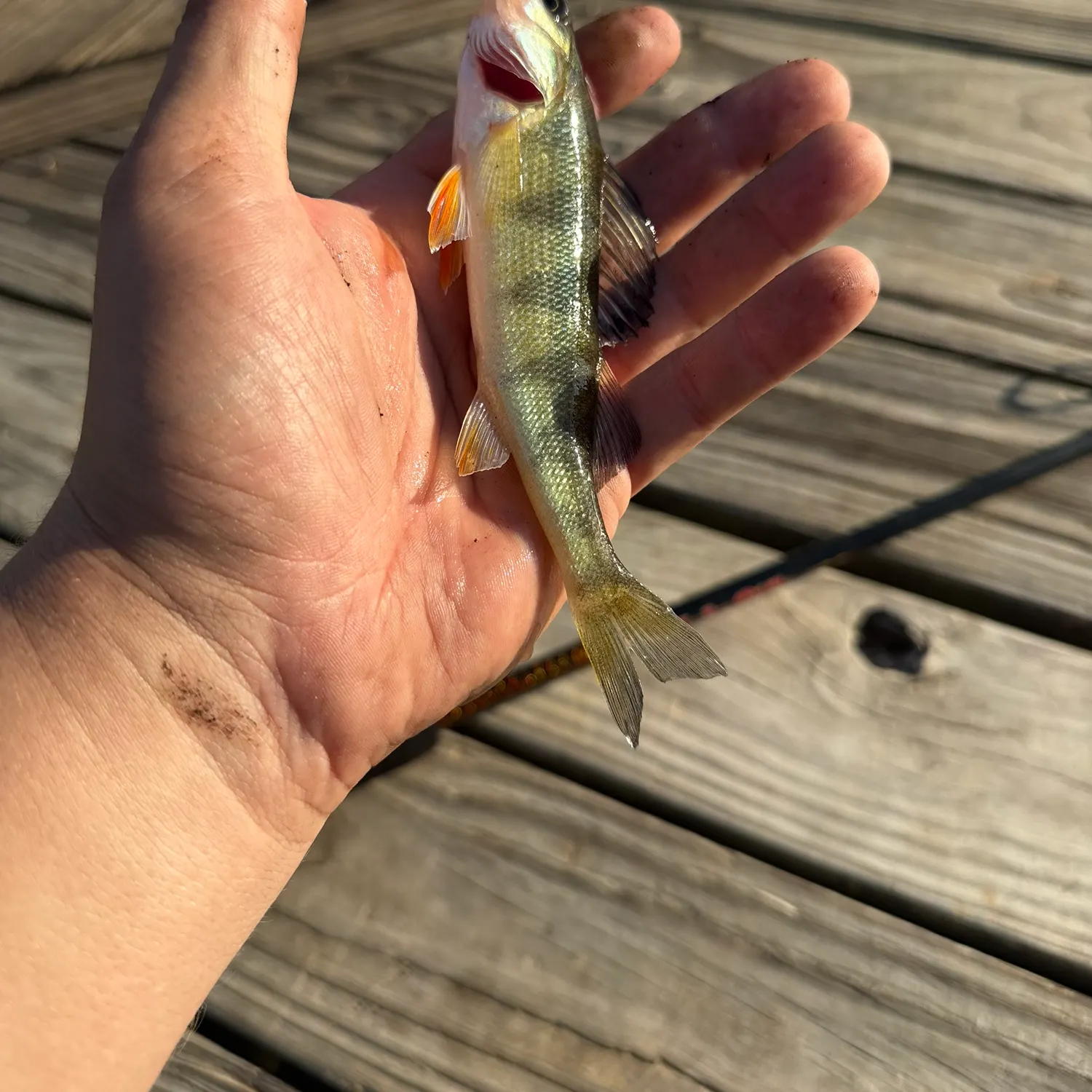 Yellow perch caught on Fishbrain
