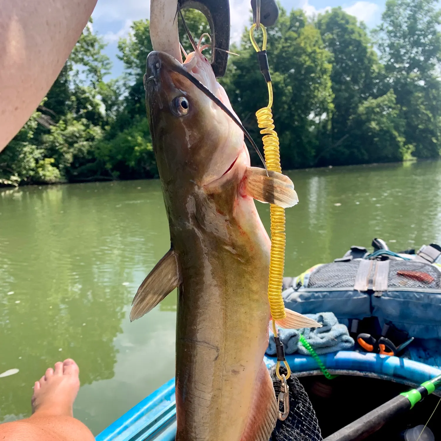 recently logged catches