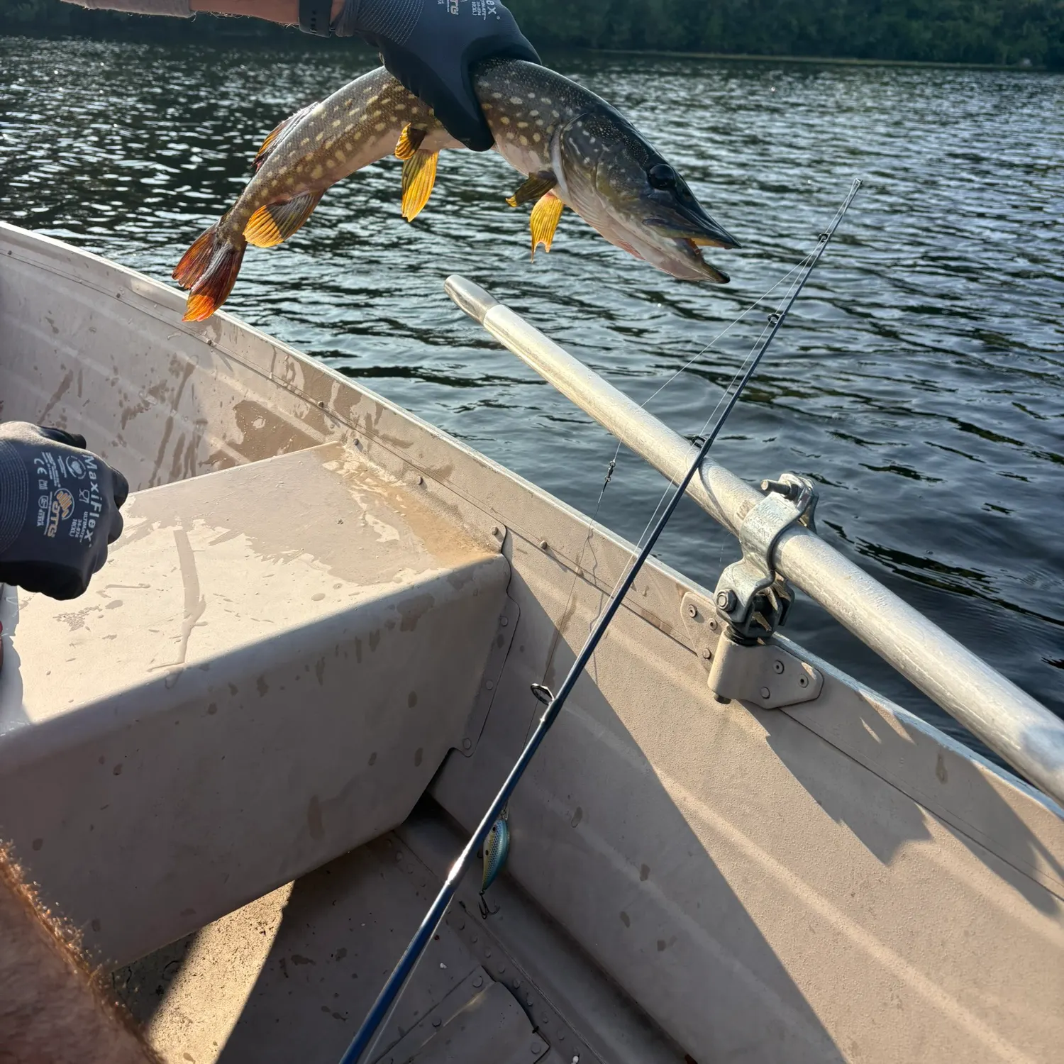 Northern pike caught on Fishbrain