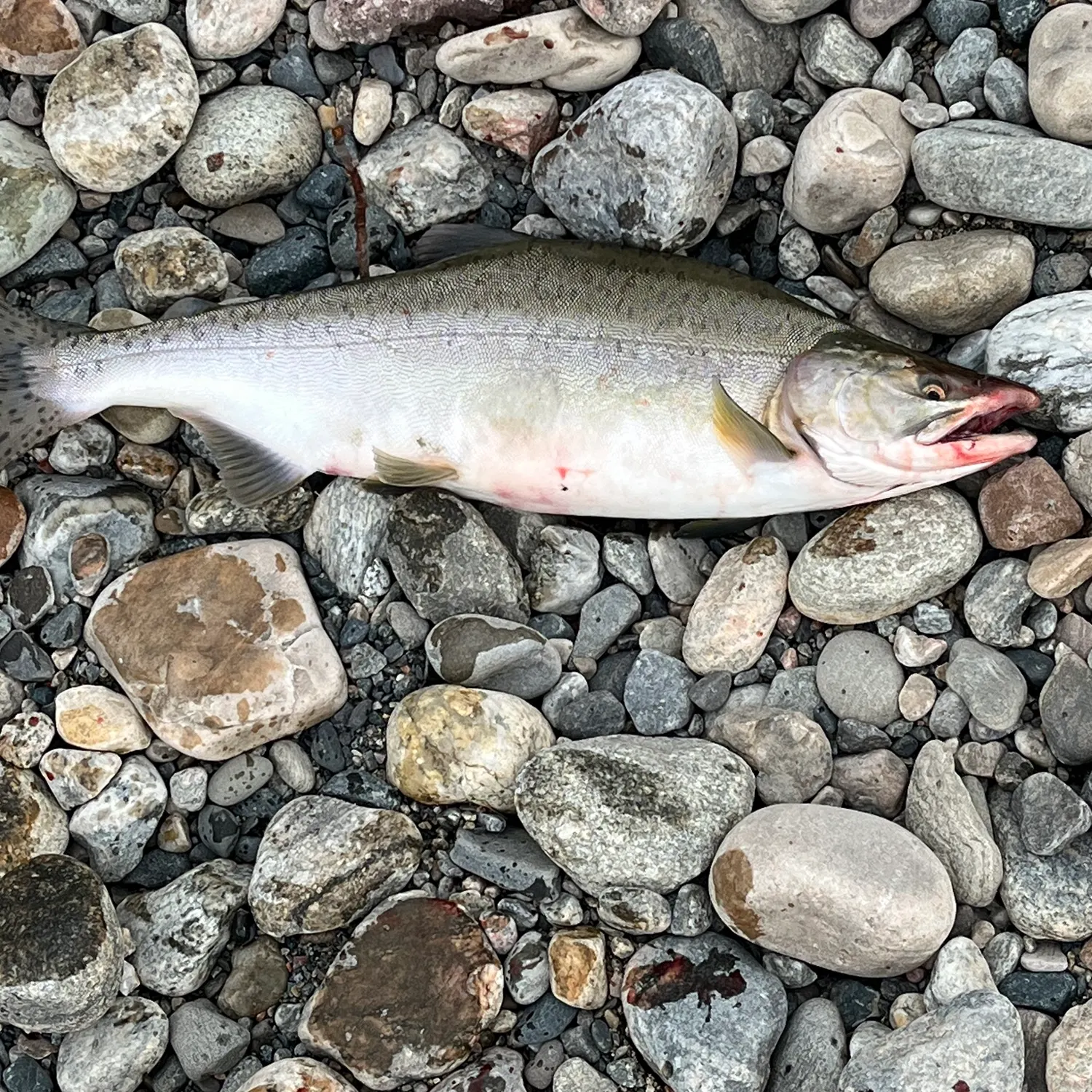 The most recent Pink salmon catches on Fishbrain