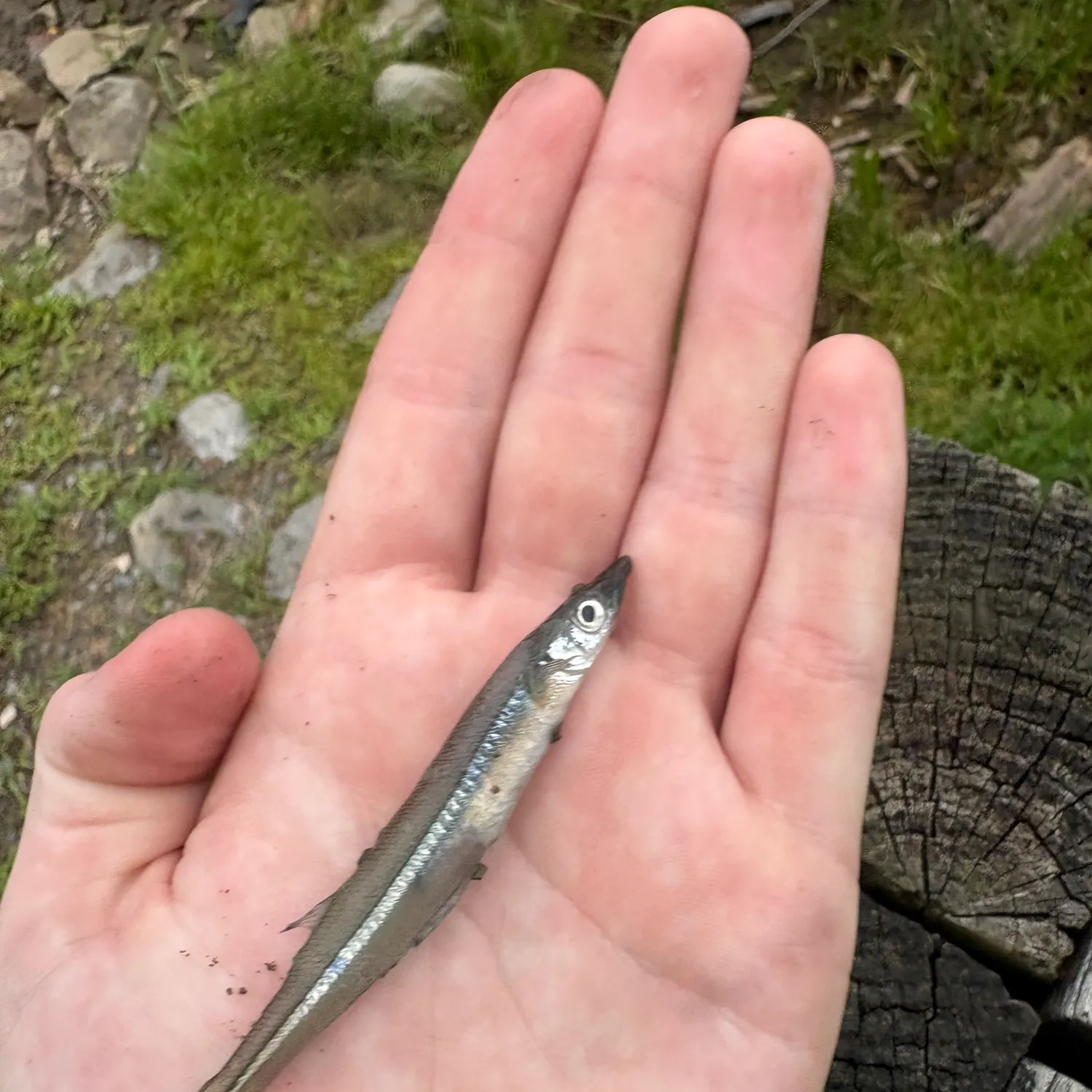 The most recent Brook silverside catches on Fishbrain