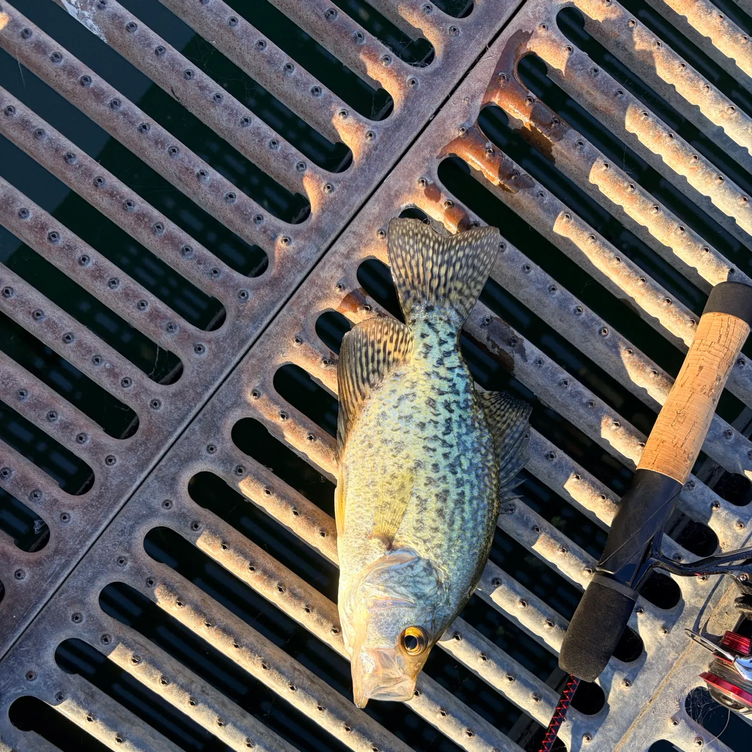 Black crappie caught on Fishbrain