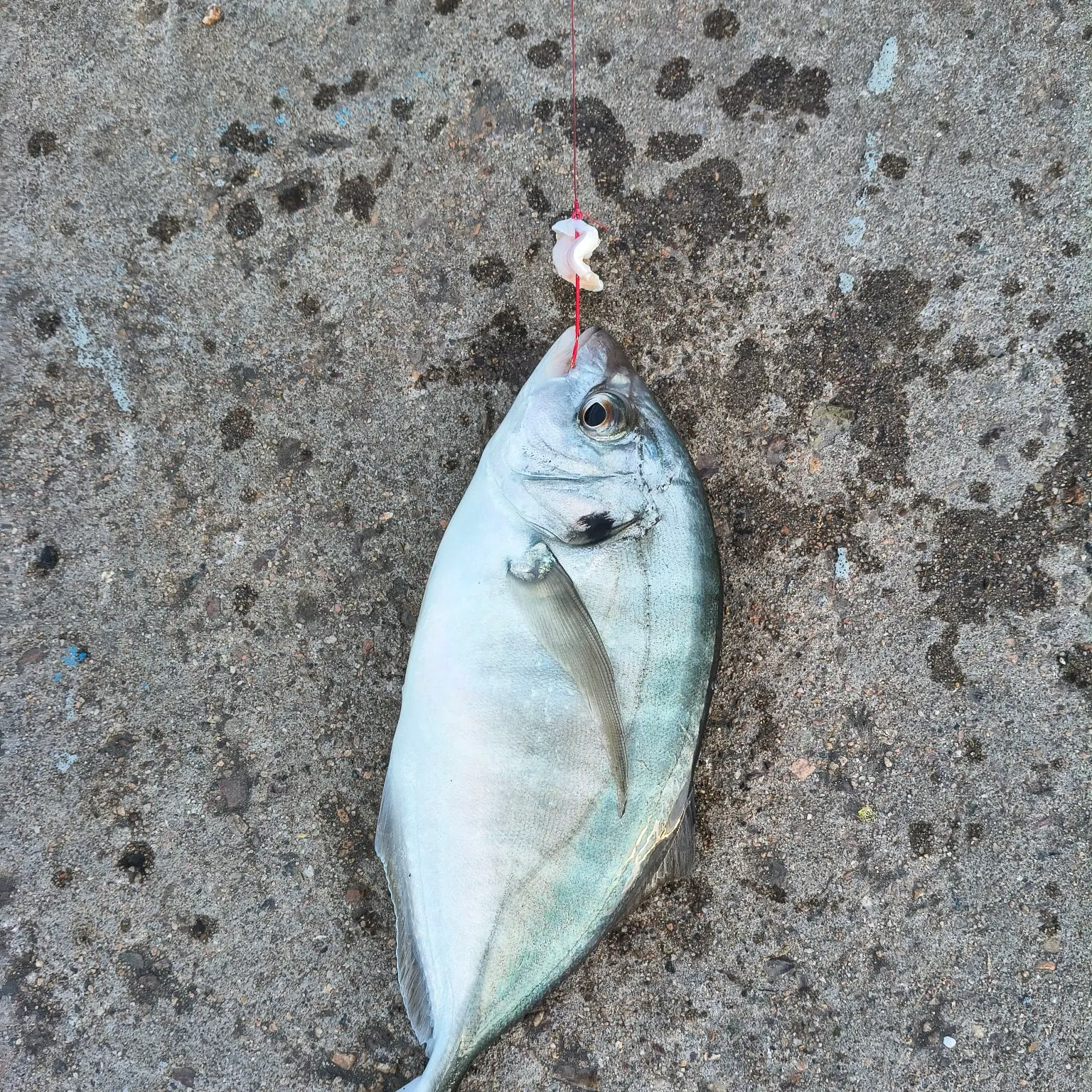 The most recent White trevally catches on Fishbrain