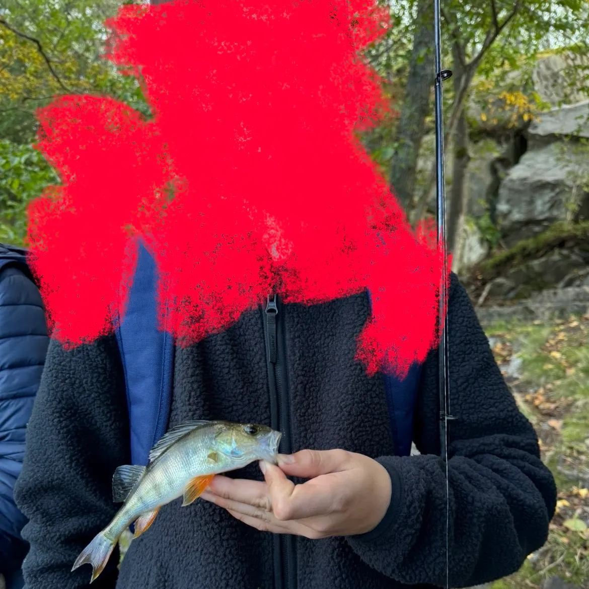 European perch caught on Fishbrain