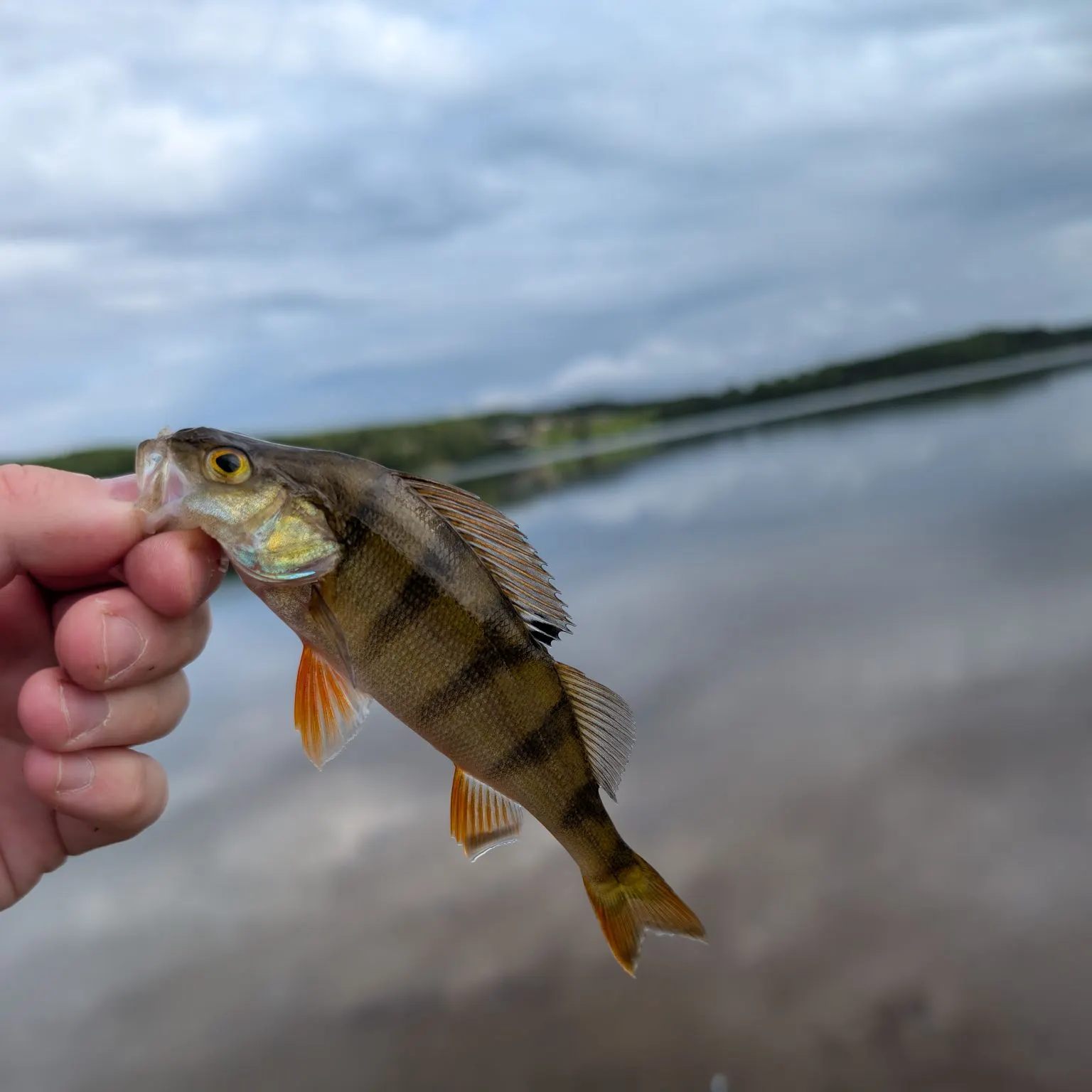 European perch caught on Fishbrain