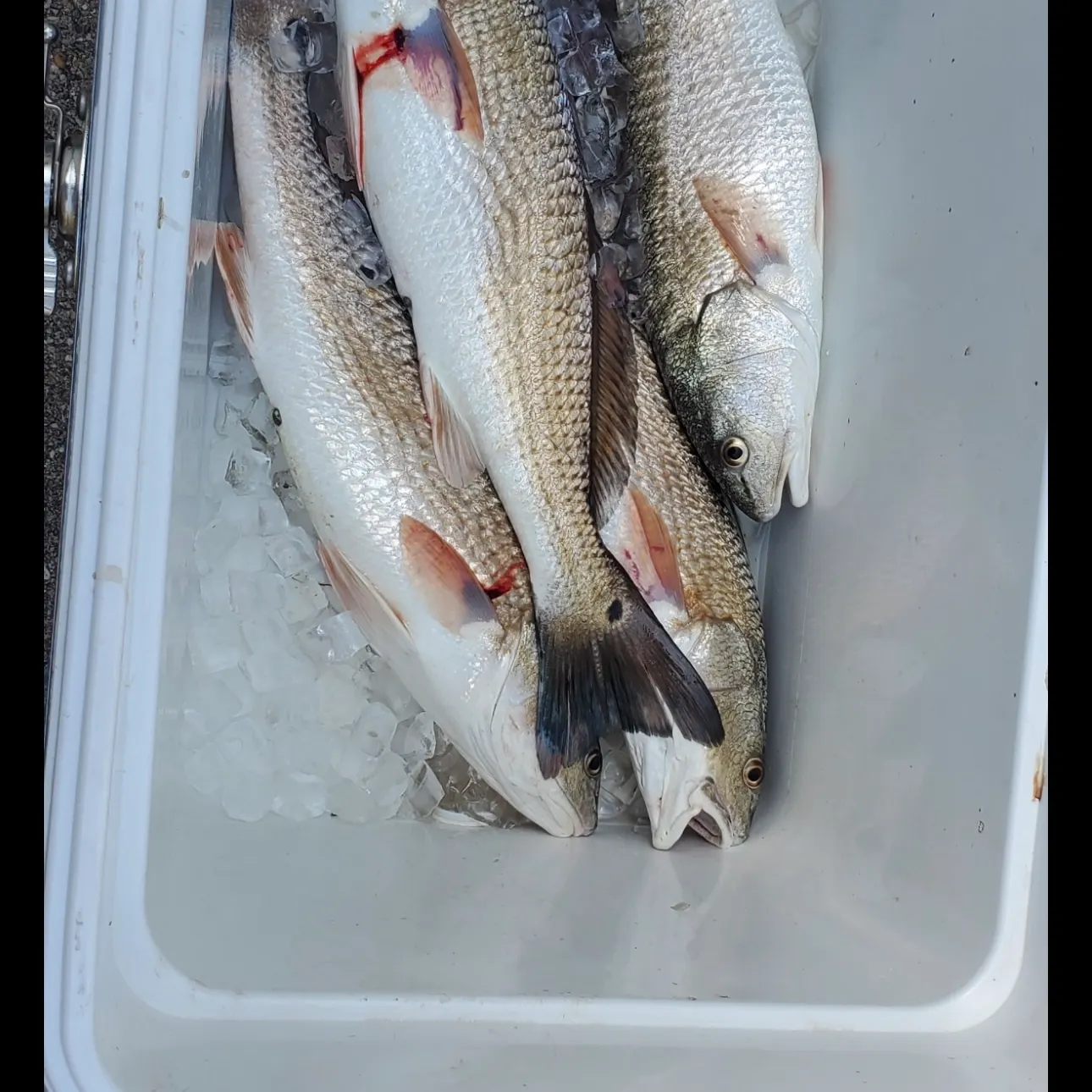 The most recent Red drum catches on Fishbrain