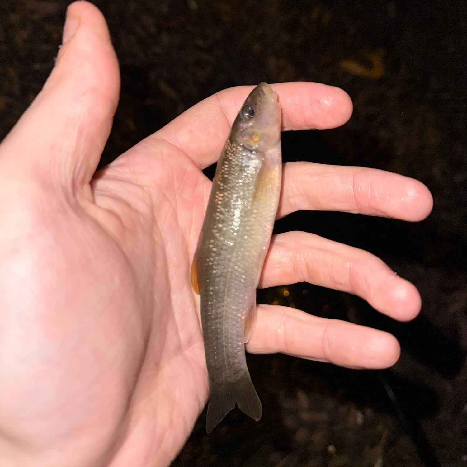 The most recent Cutlips minnow catches on Fishbrain