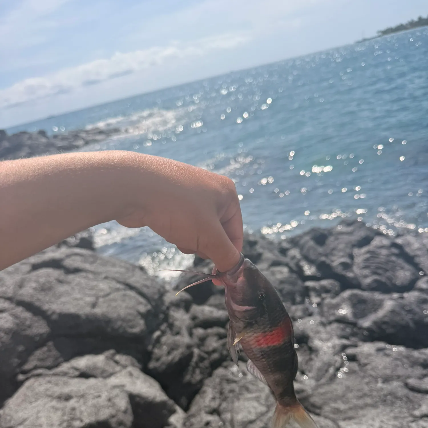 The most recent Island goatfish catches on Fishbrain