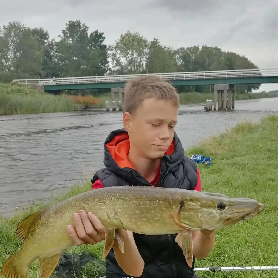 Northern pike caught on Fishbrain