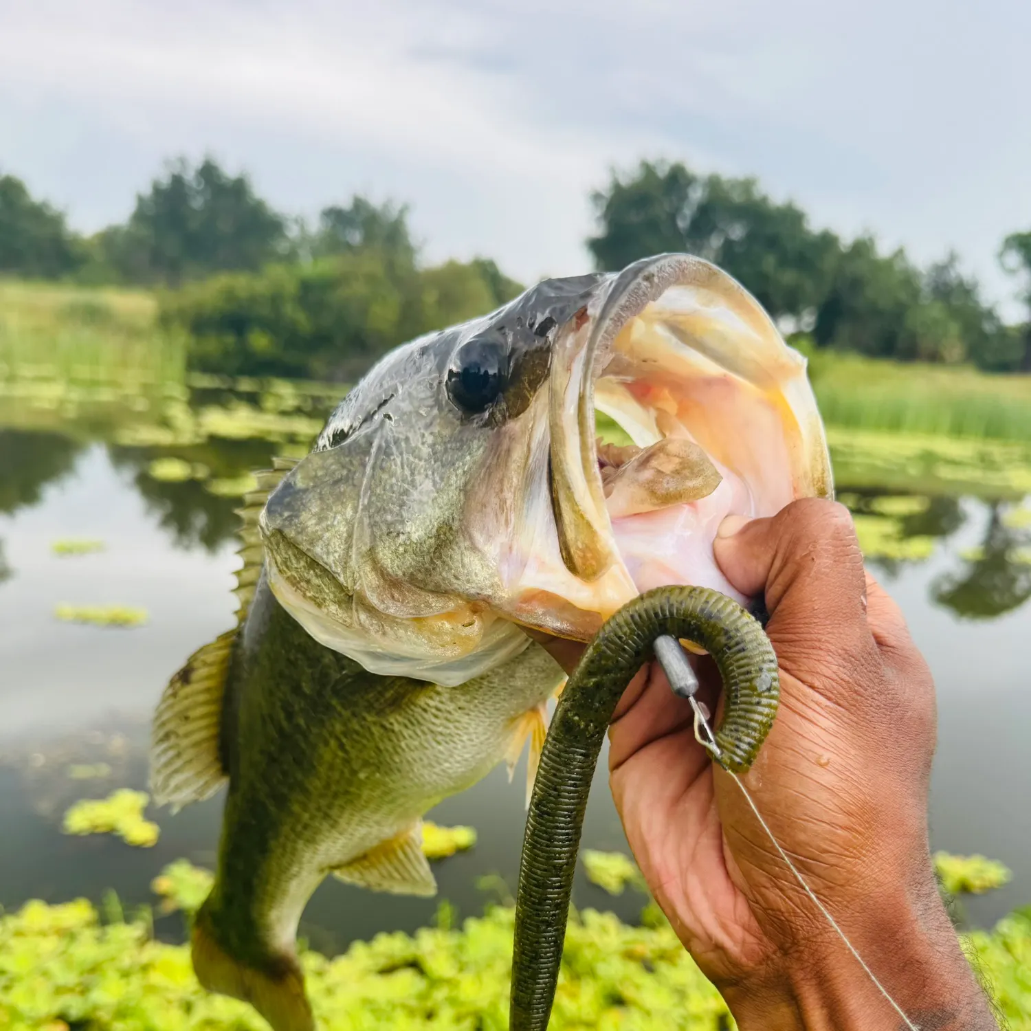 Largemouth bass caught on Fishbrain