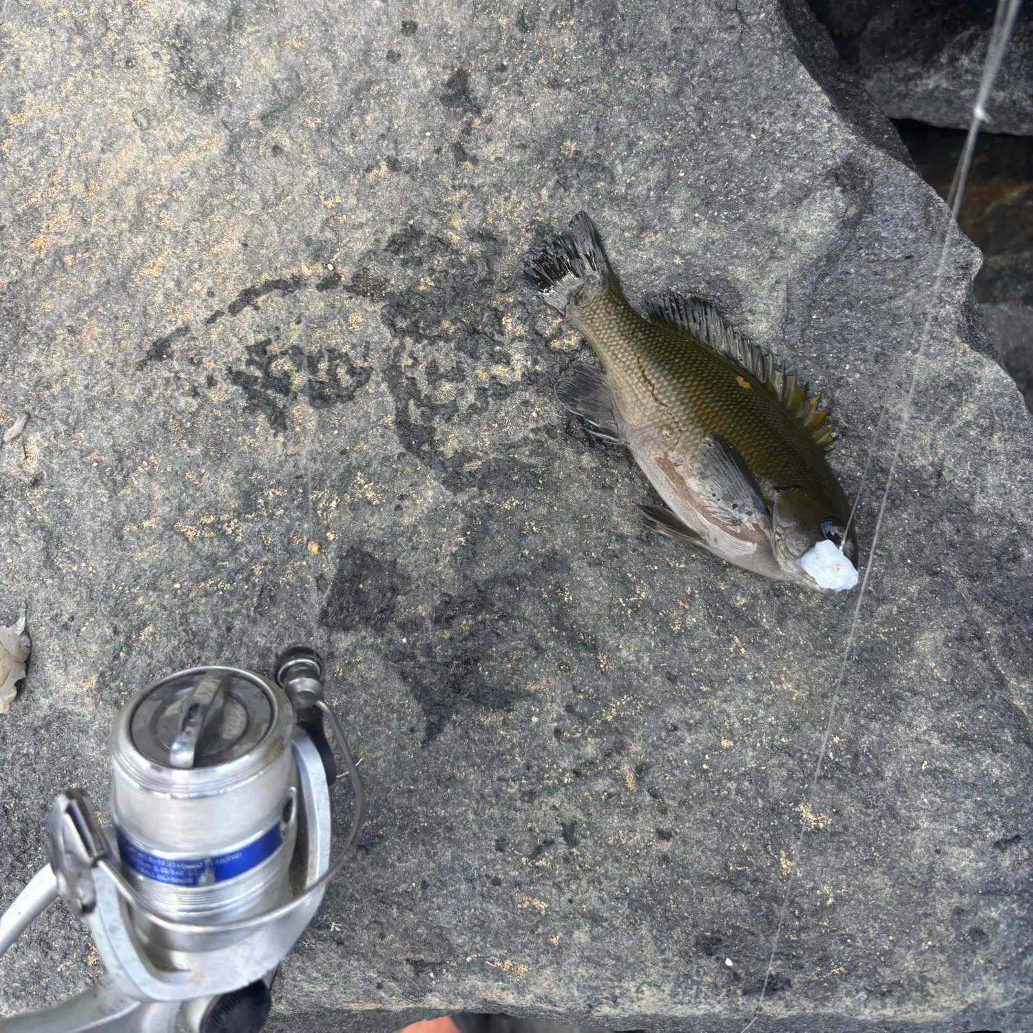 The most recent Opaleye catches on Fishbrain