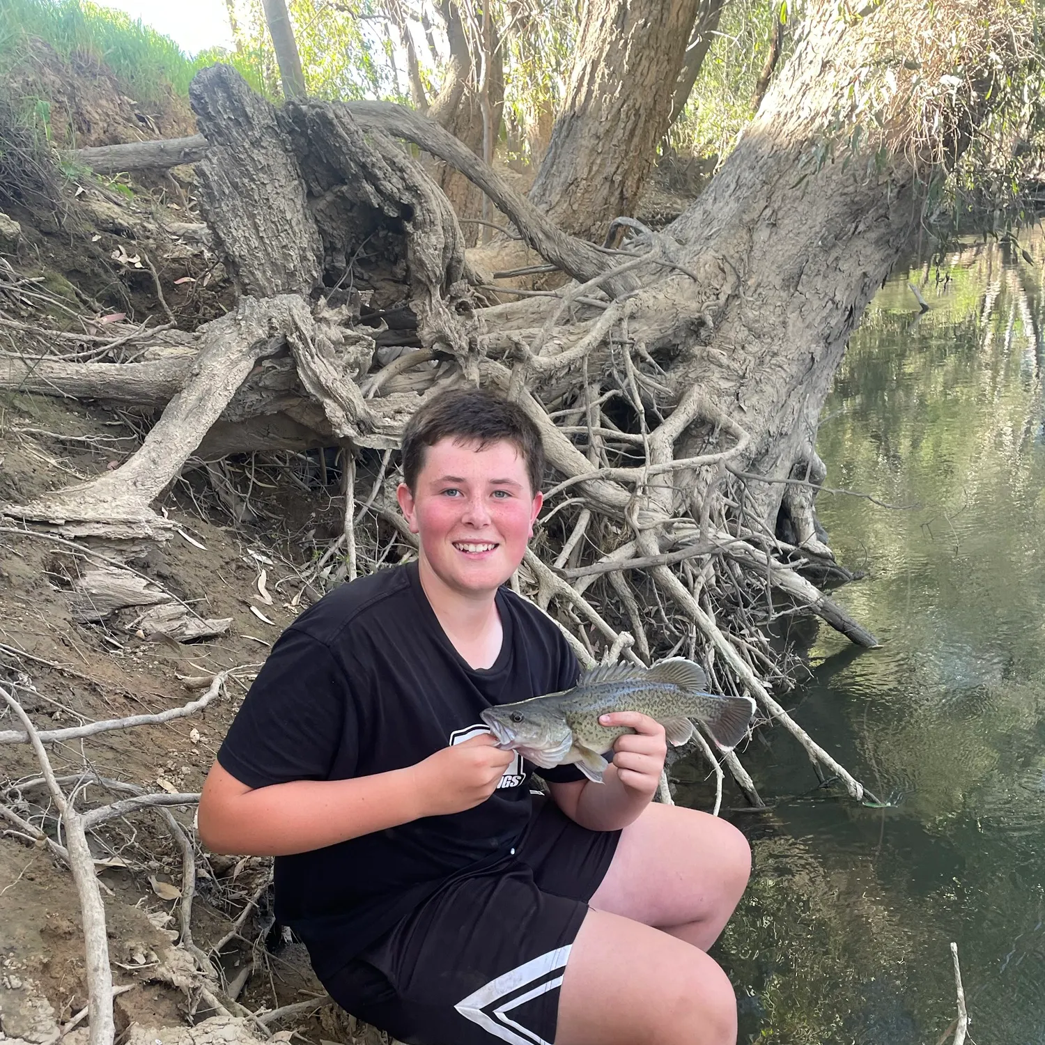 The most recent Trout cod catches on Fishbrain