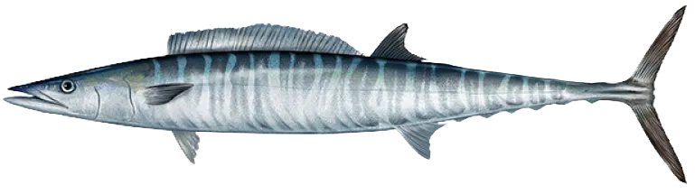 Wahoo