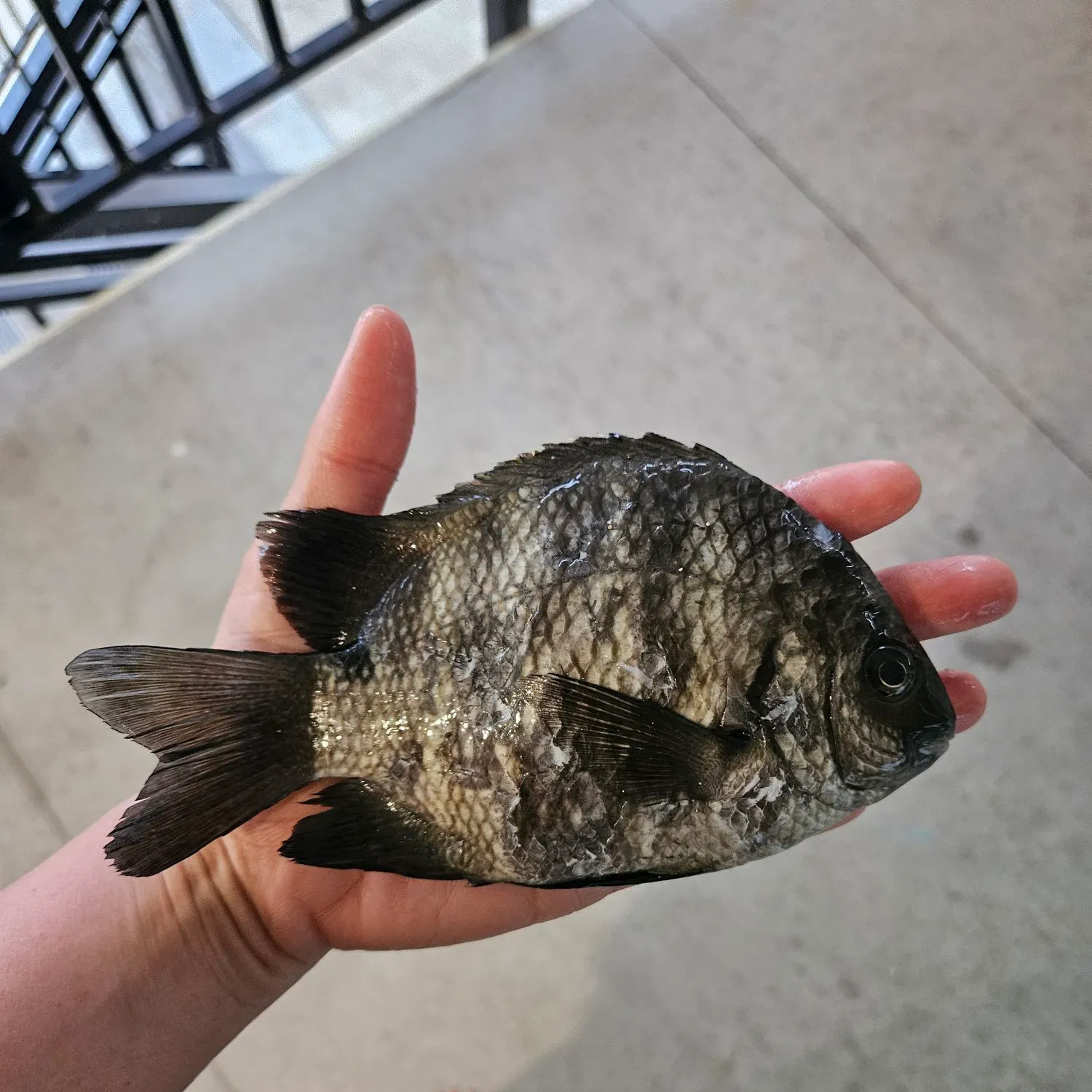 The most recent Blackspot sergeant catches on Fishbrain