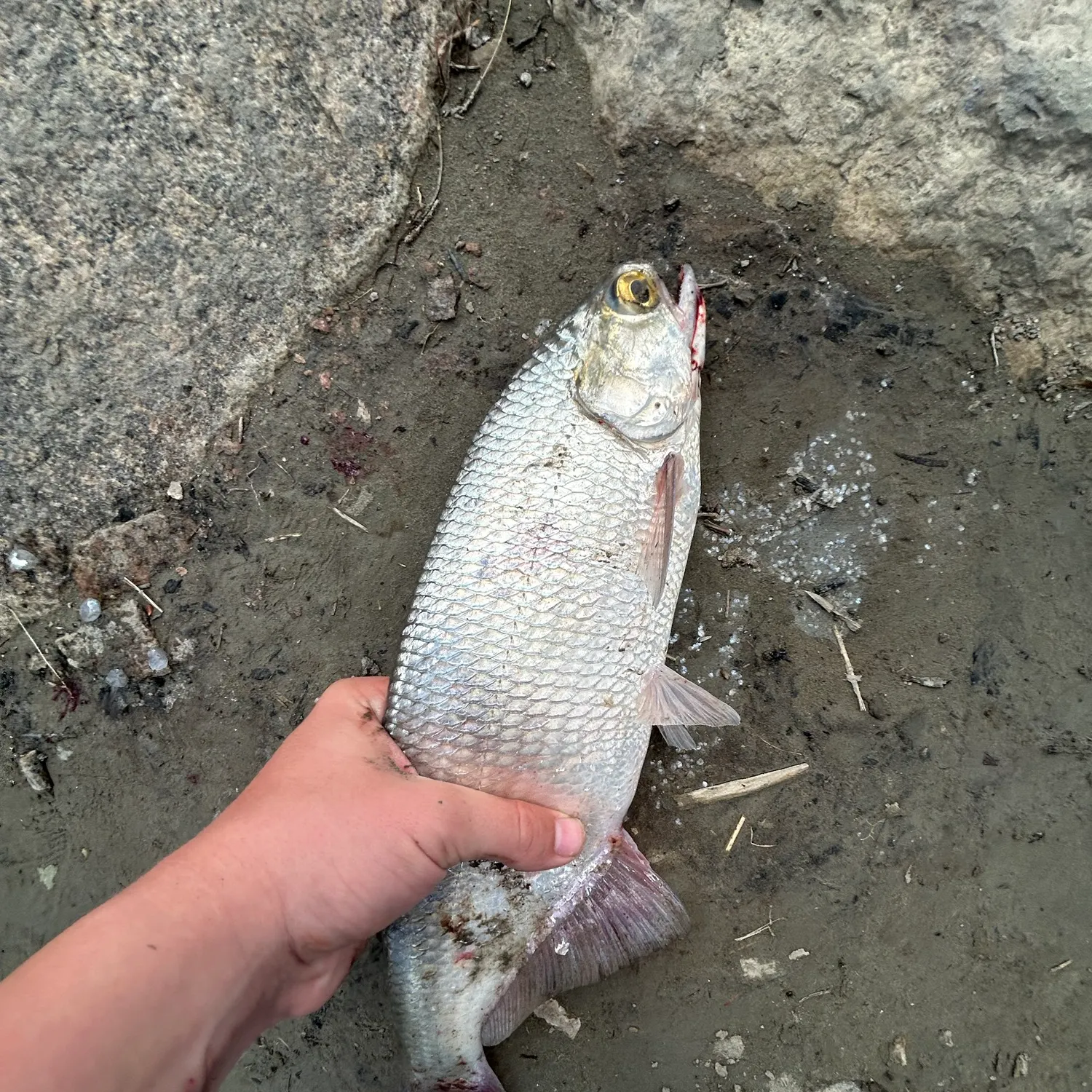 catch