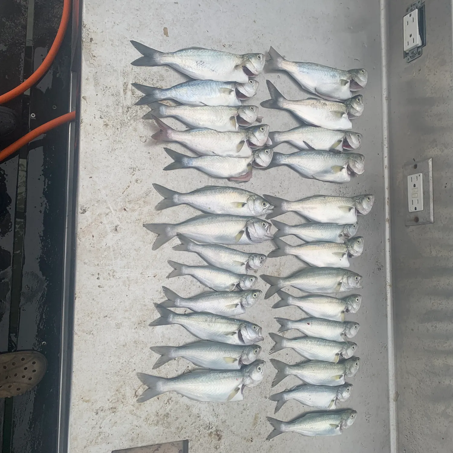 Bluefish caught on Fishbrain