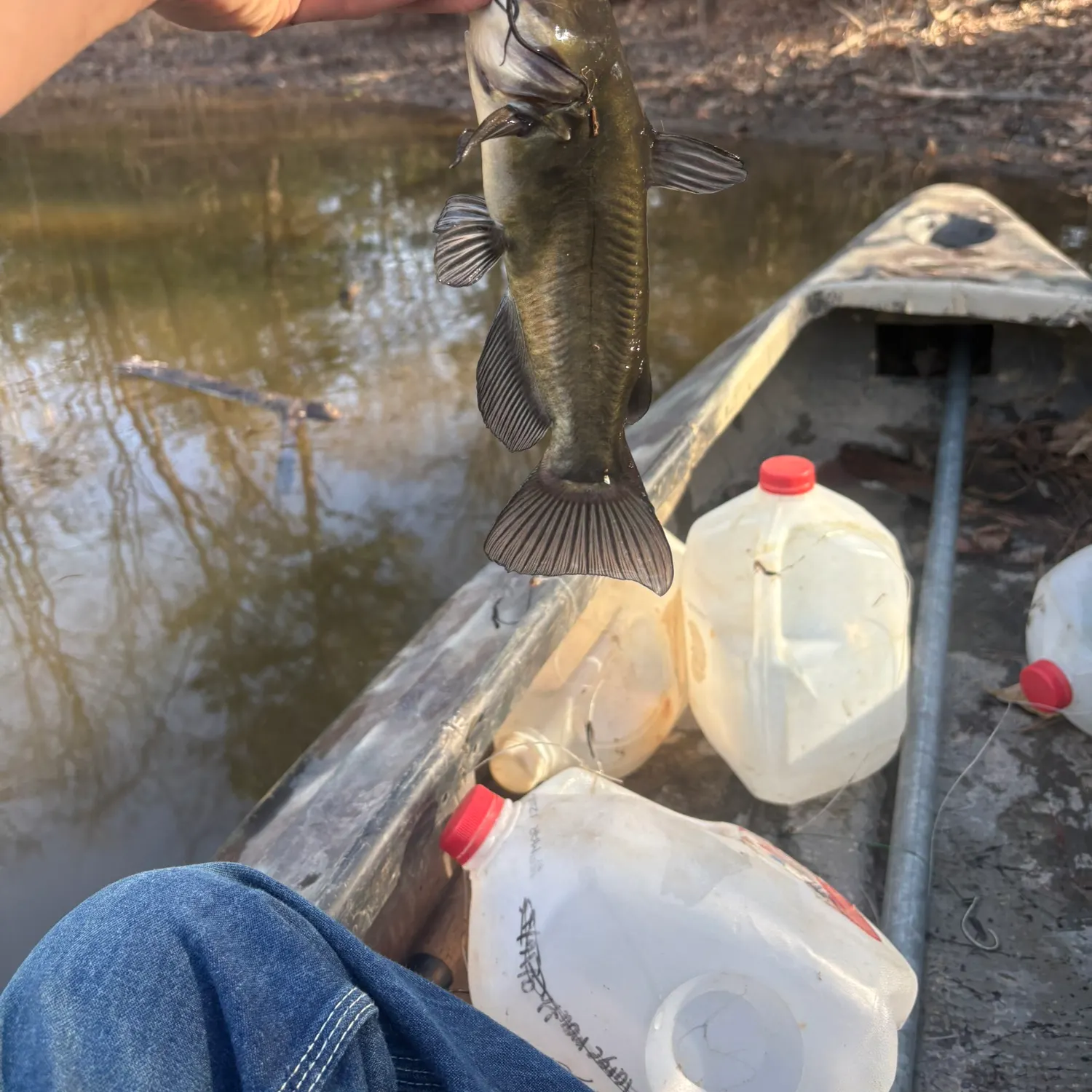 The most recent Black bullhead catches on Fishbrain
