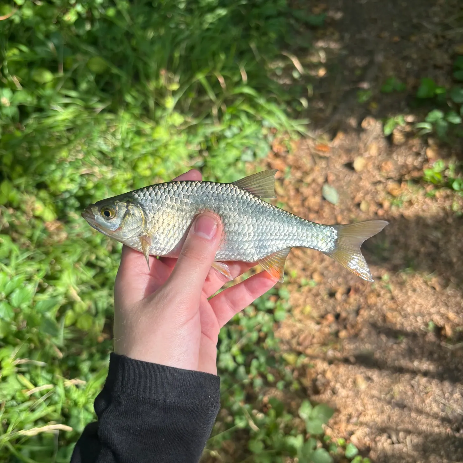Common roach caught on Fishbrain
