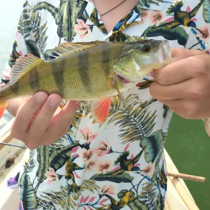 European perch caught on Fishbrain