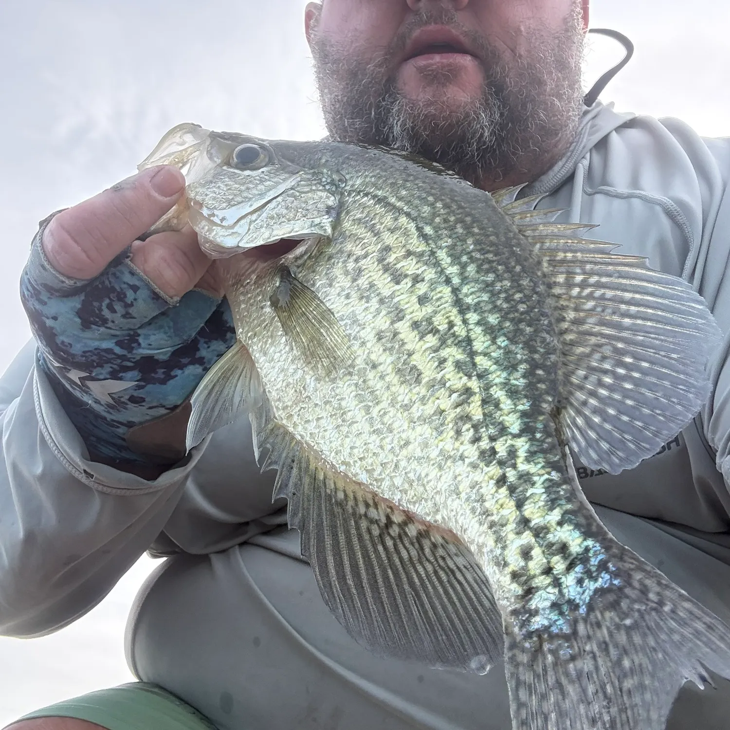 Black crappie caught on Fishbrain