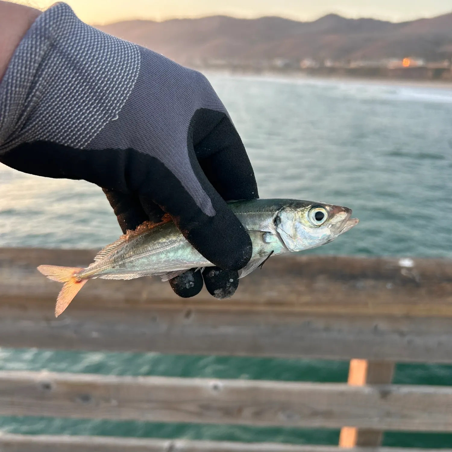 The most recent Surf smelt catches on Fishbrain