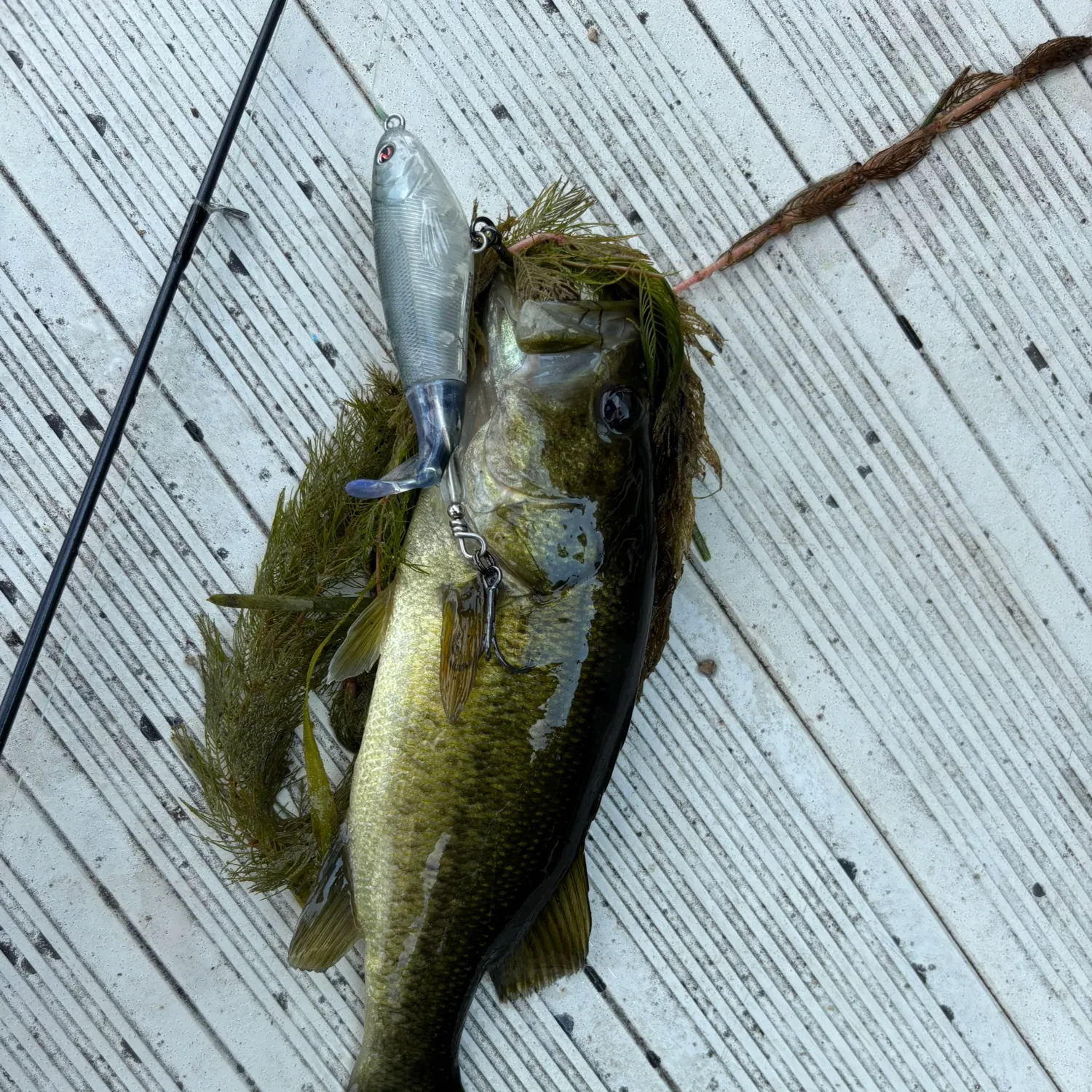 Largemouth bass caught on Fishbrain