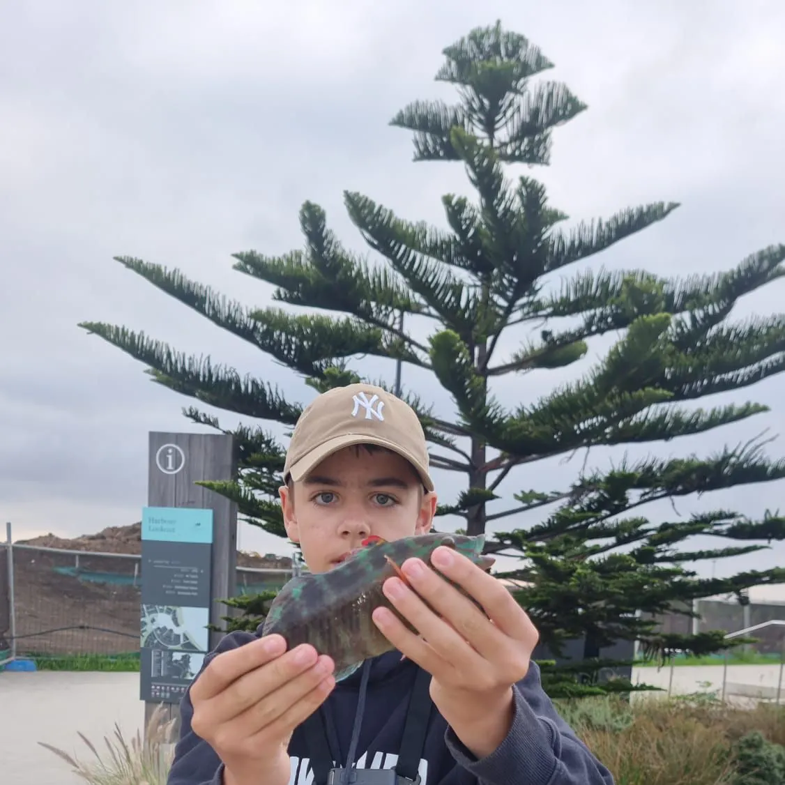 The most recent Gunther's wrasse catches on Fishbrain