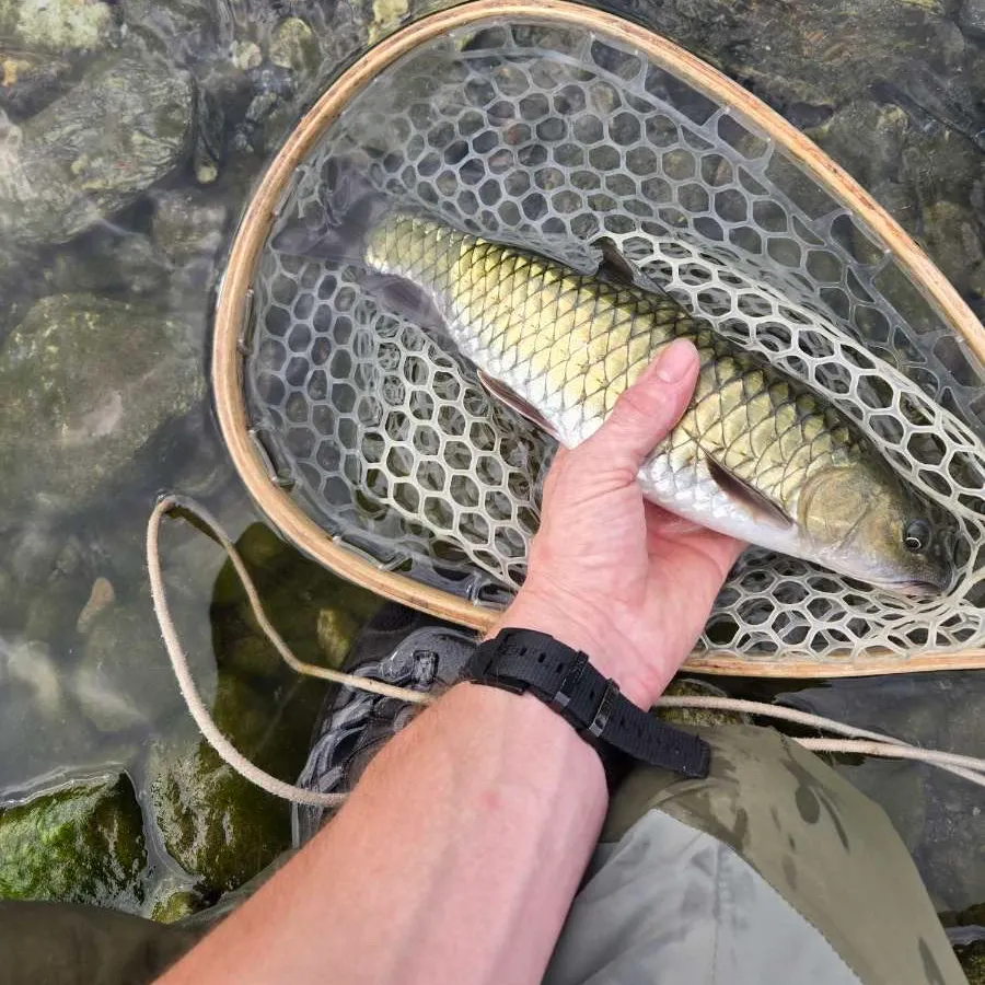 The most recent Tor mahseer catches on Fishbrain