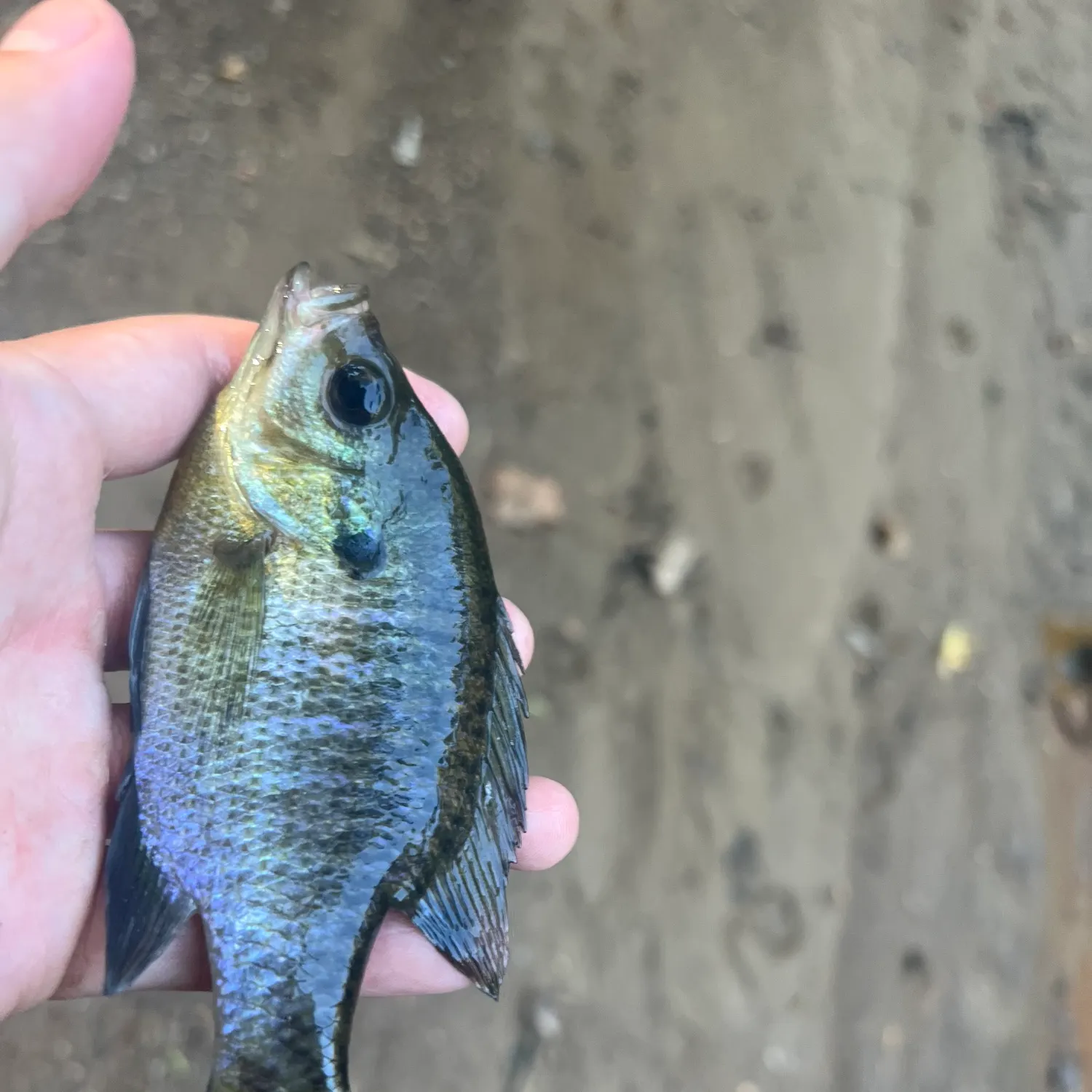 Bluegill caught on Fishbrain
