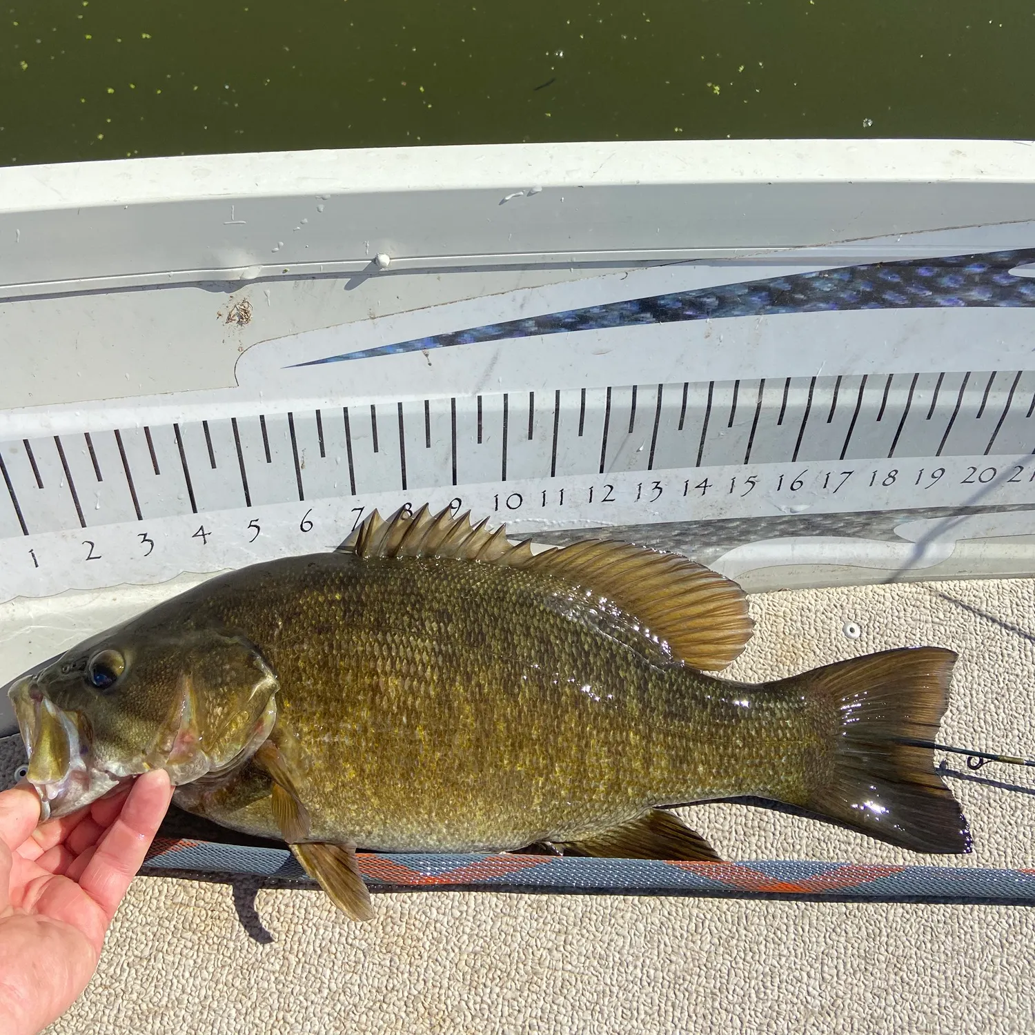 Smallmouth bass caught on Fishbrain