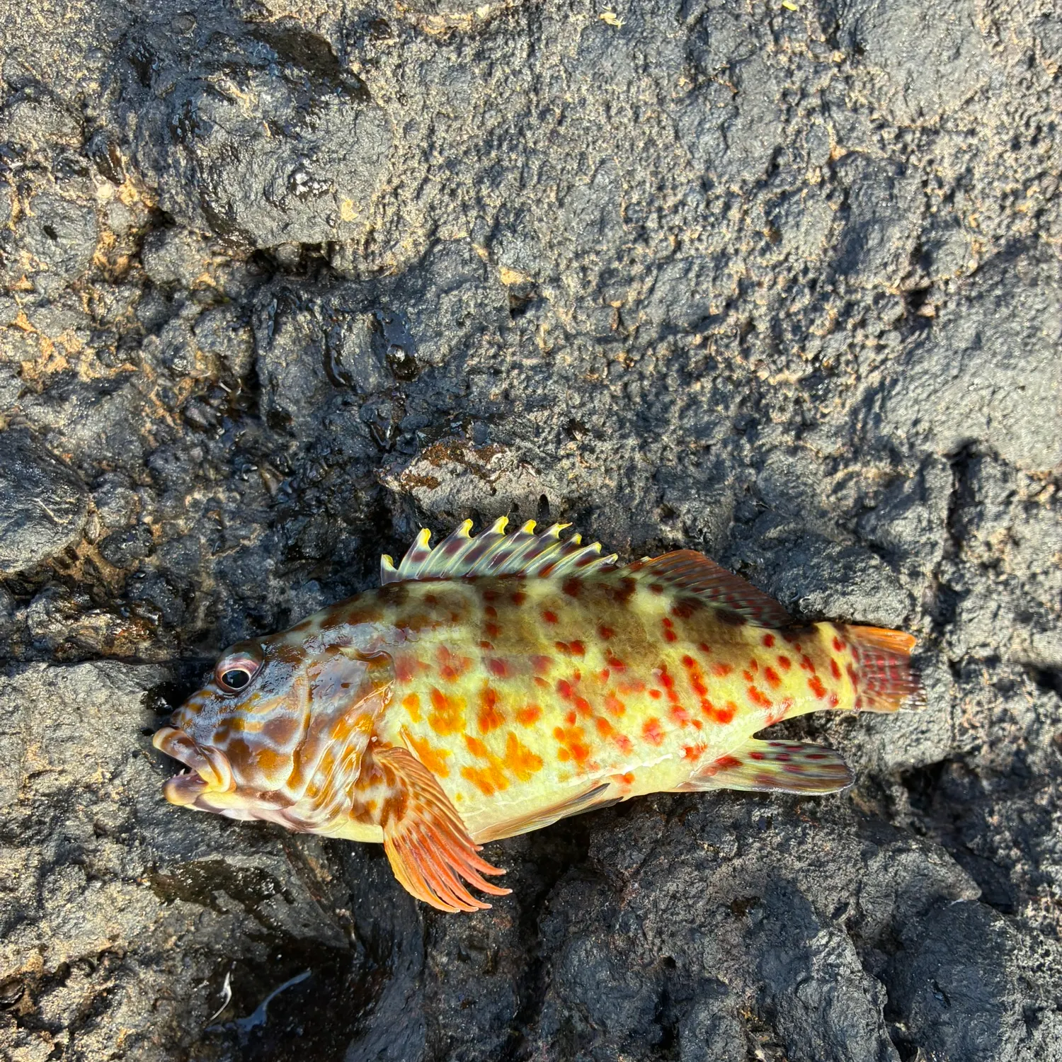 The most recent Stocky hawkfish catches on Fishbrain