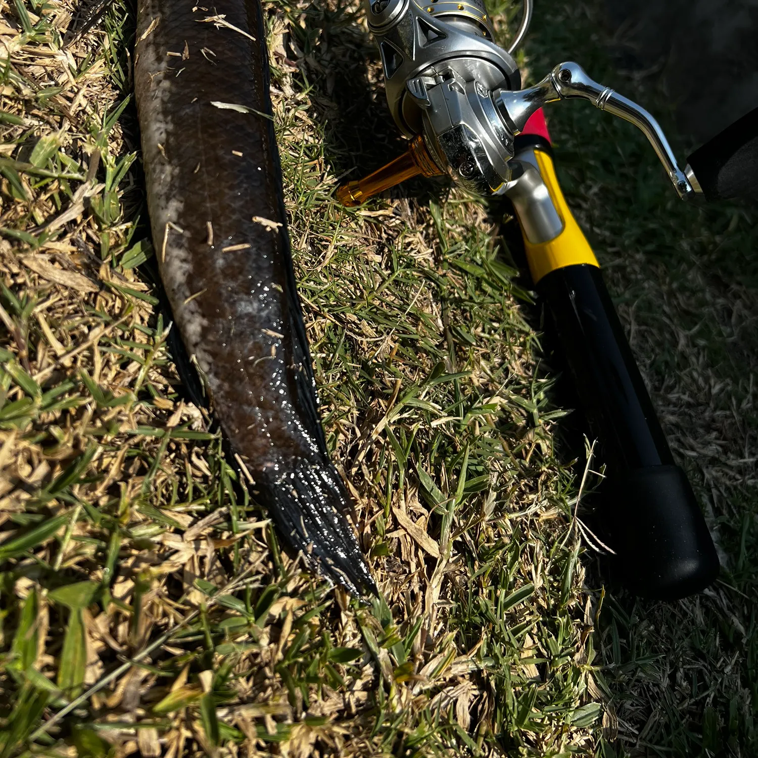 The most recent Striped snakehead catches on Fishbrain