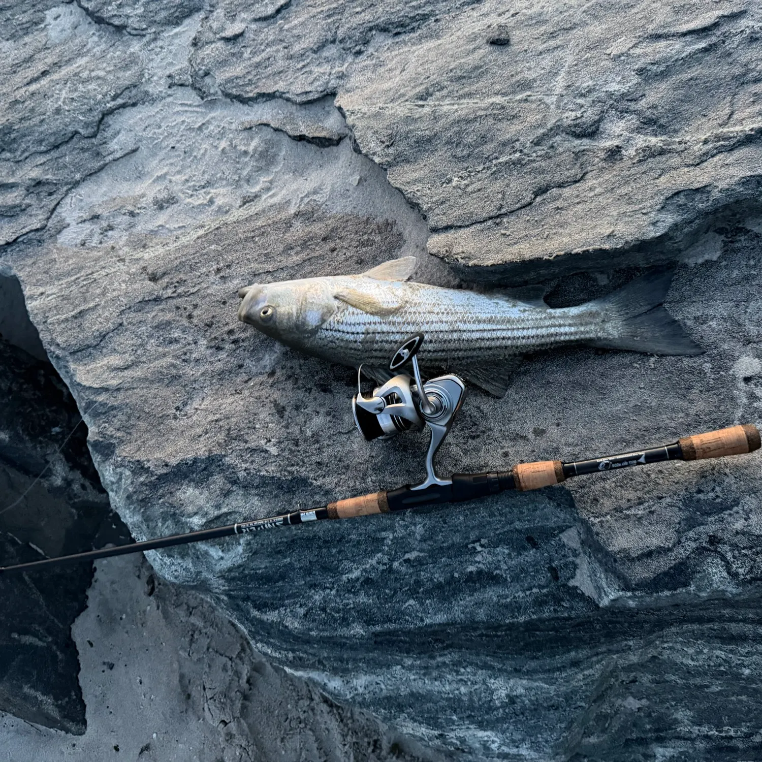 Striped bass caught on Fishbrain