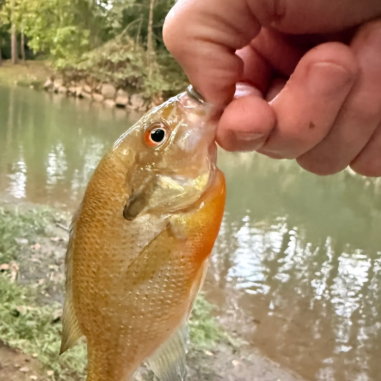 Redbreast sunfish caught on Fishbrain