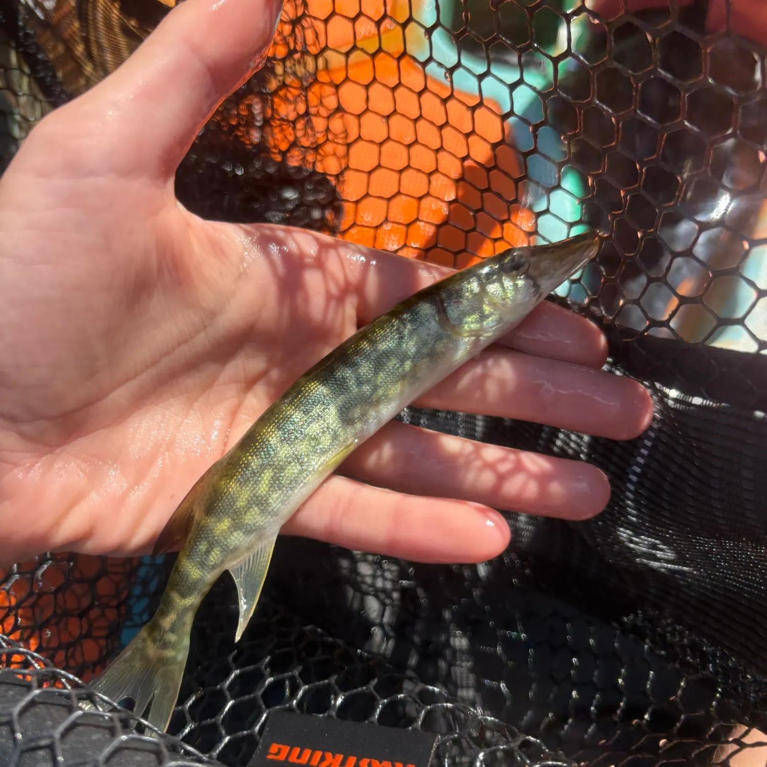 Chain pickerel caught on Fishbrain