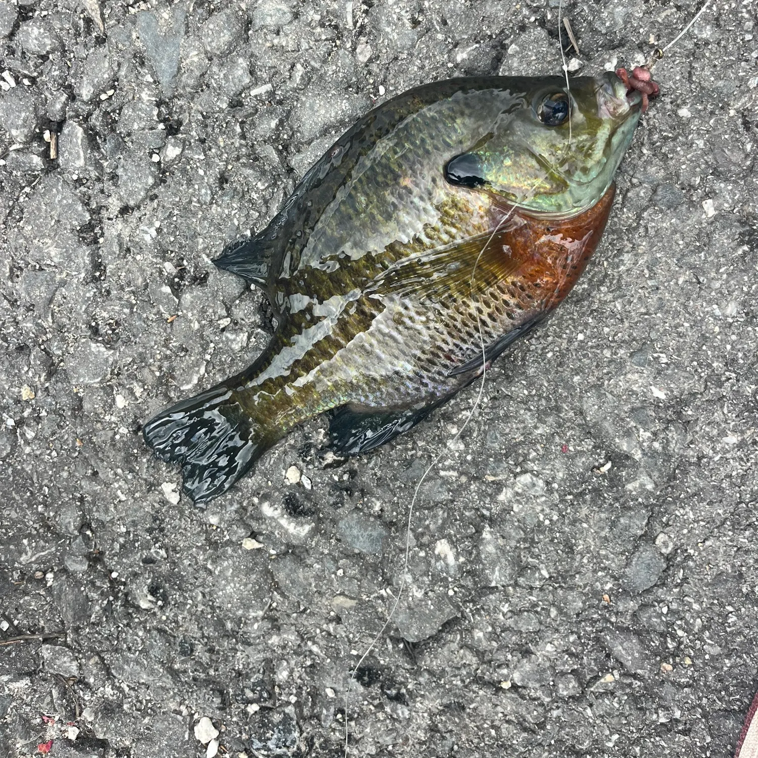recently logged catches