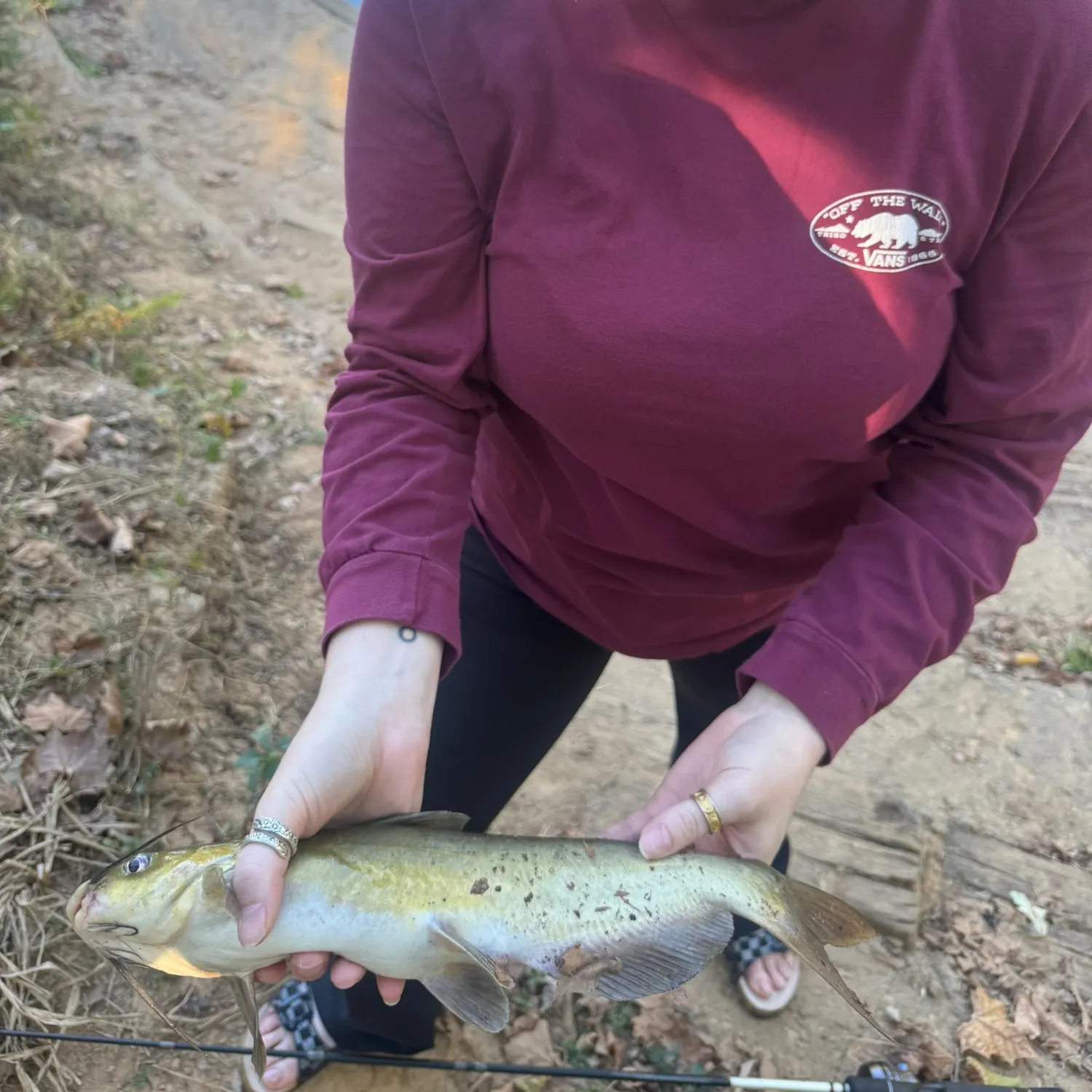 Channel catfish caught on Fishbrain