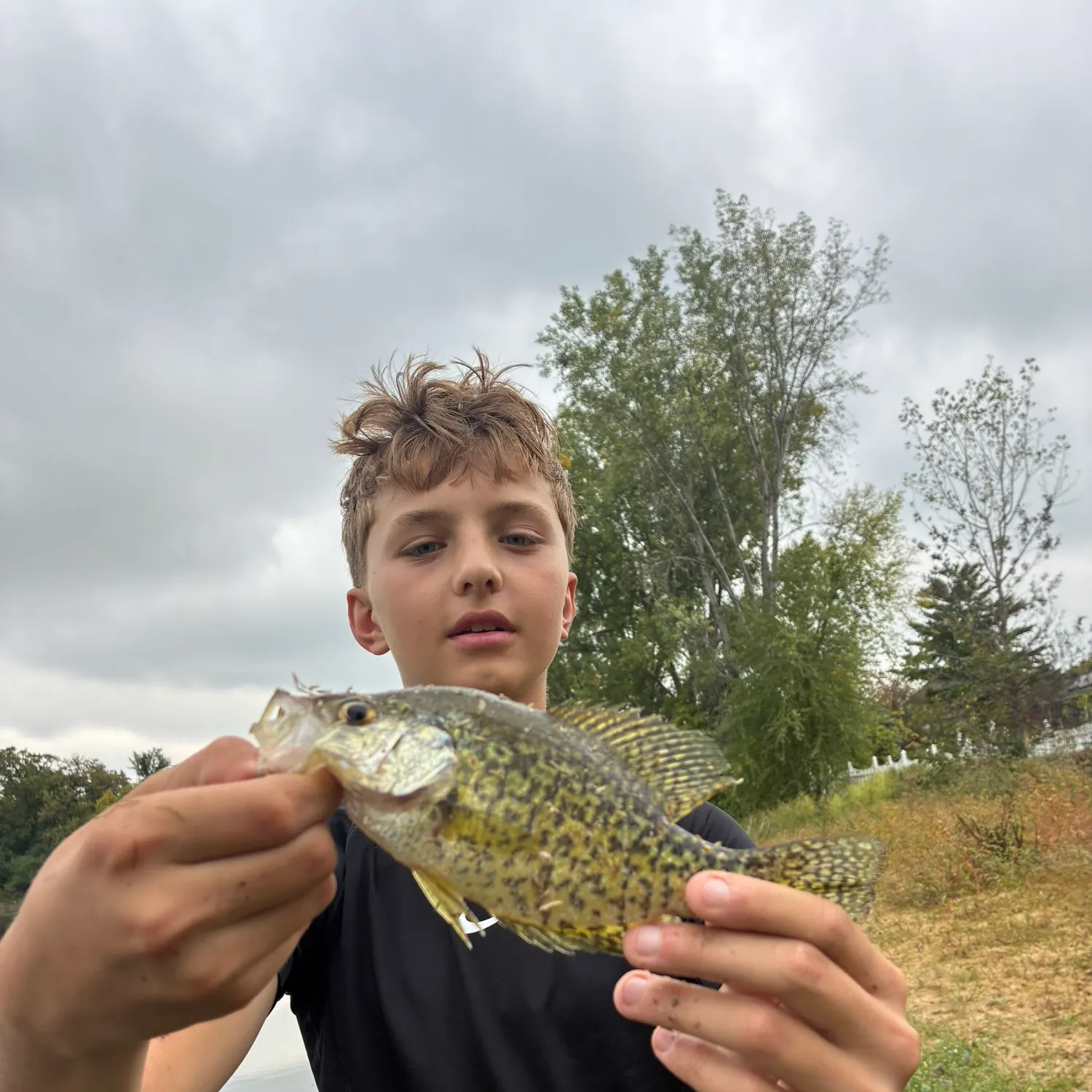 Black crappie caught on Fishbrain