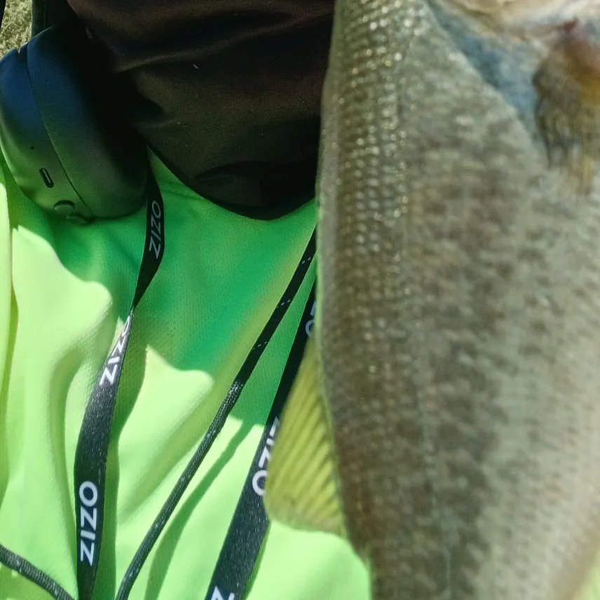 Spotted bass caught on Fishbrain