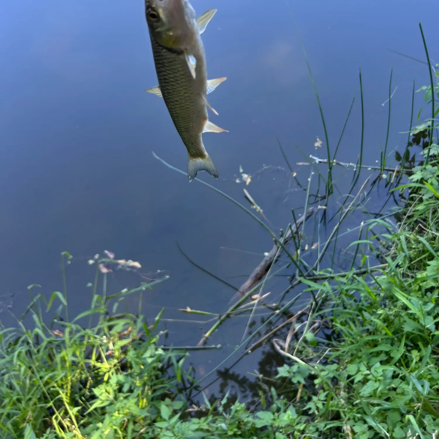 European chub caught on Fishbrain