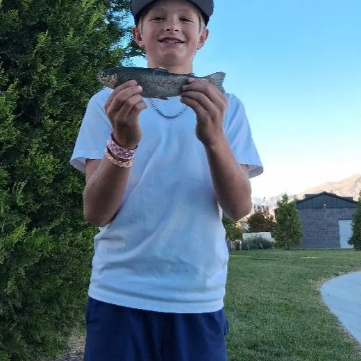Rainbow trout caught on Fishbrain
