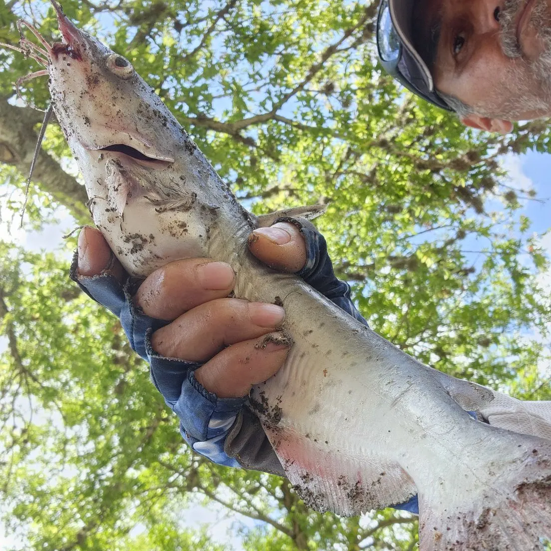 Channel catfish caught on Fishbrain